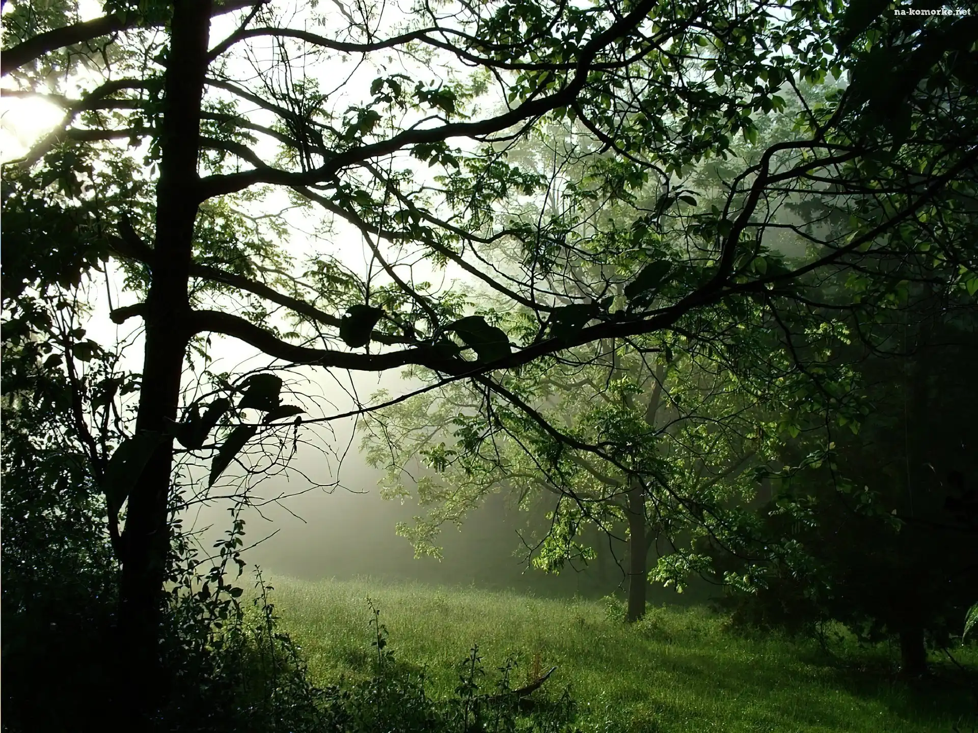 Las, Polana, Drzewa, Mgła