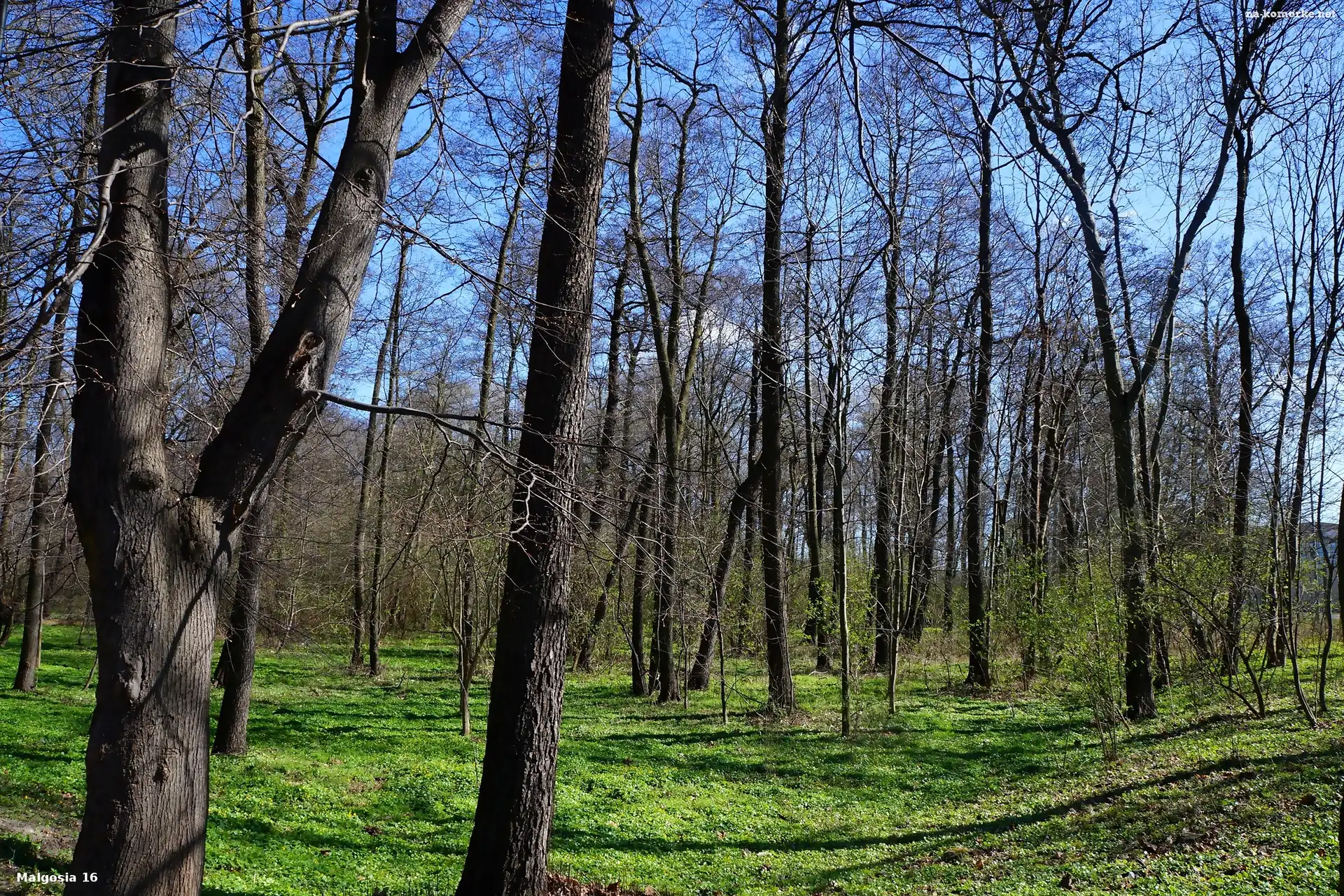 Drzewa, las, Rośinność