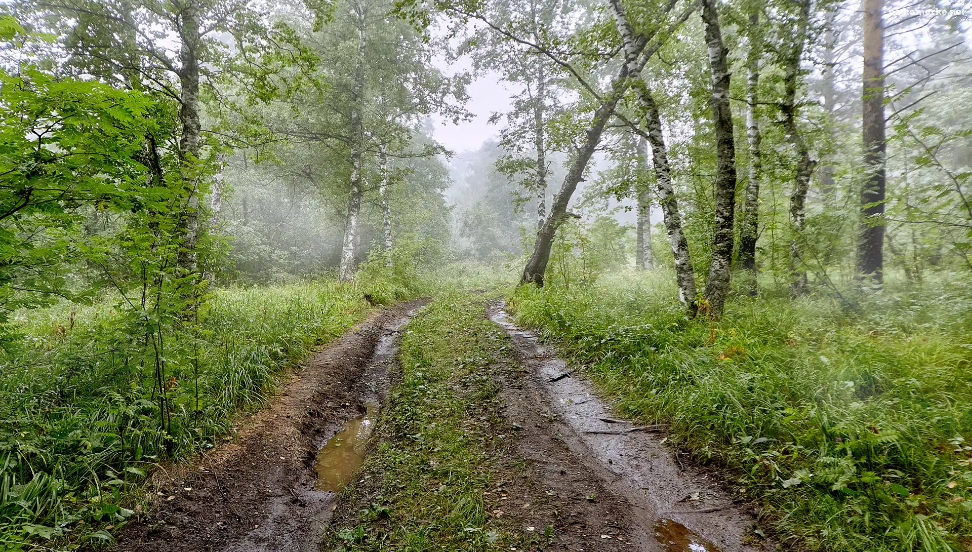 Las, Rośliny, Drzewa, Droga