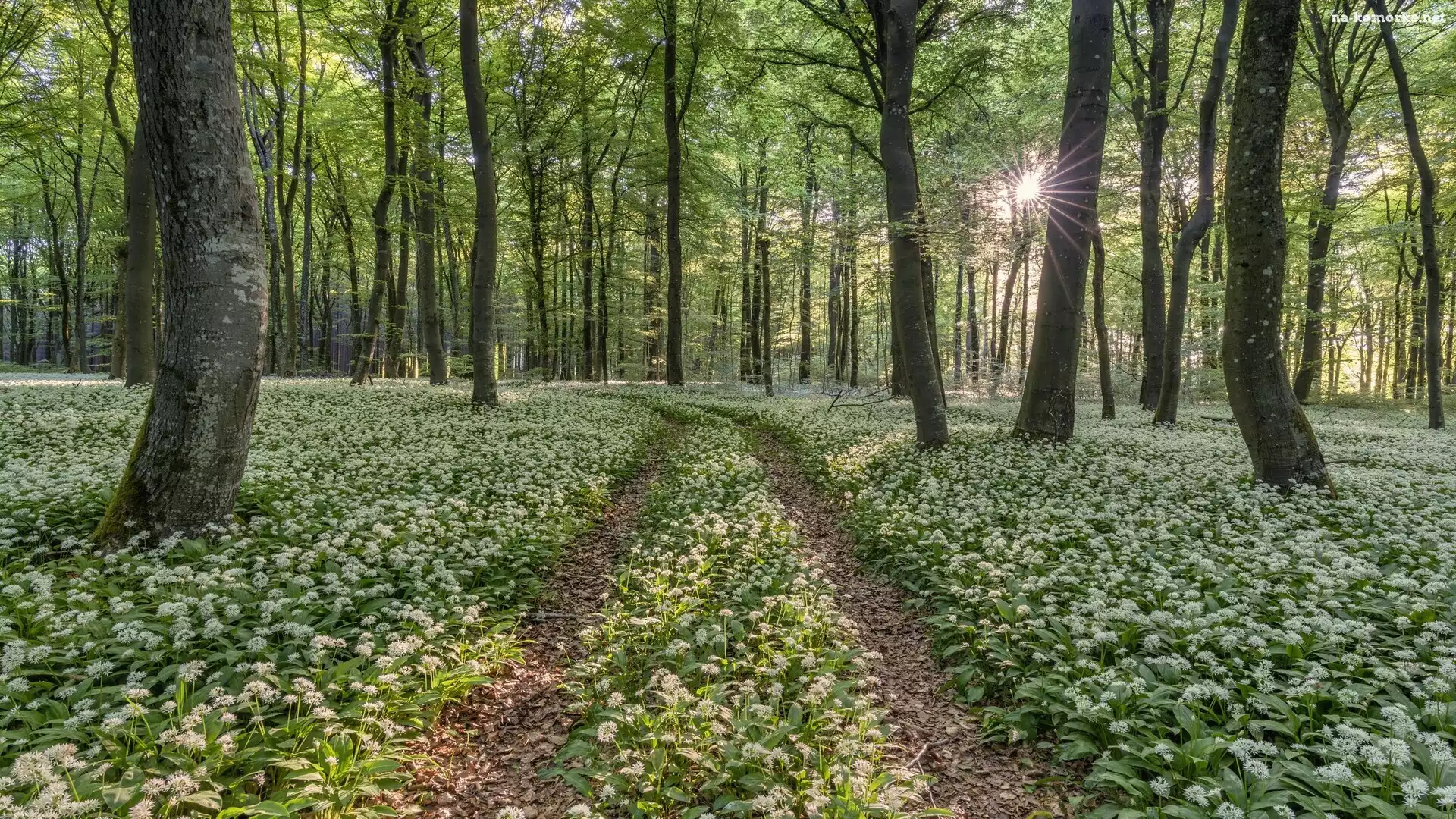 Promienie słońca, Drzewa, Poranek, Czosnek niedźwiedzi, Ścieżka, Las