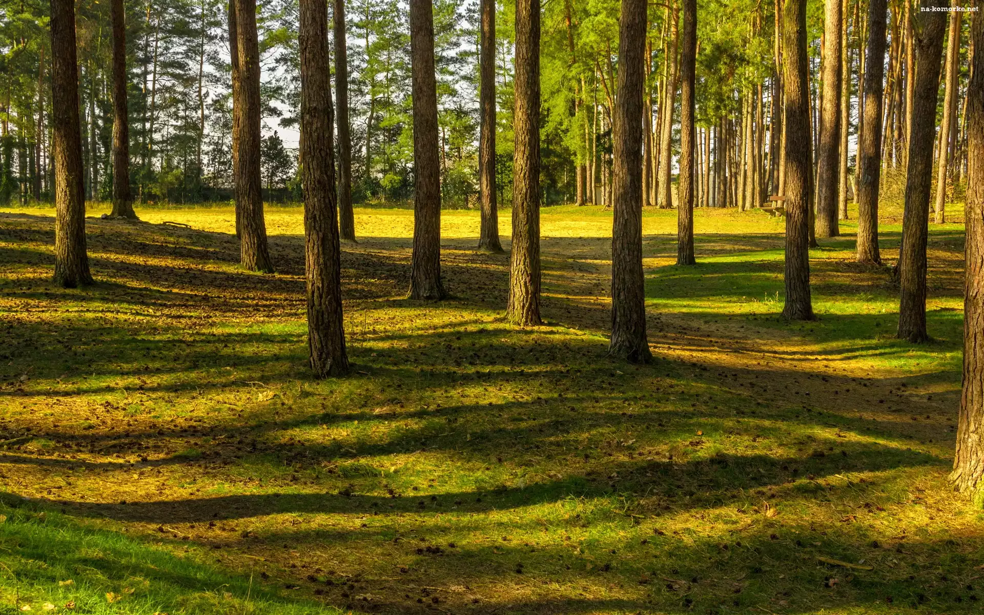 Las, Słońca, Drzewa, Promienie