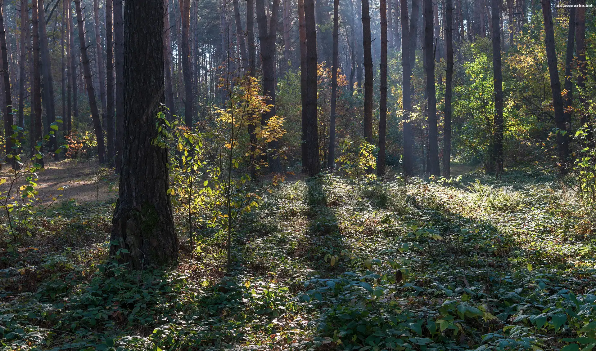 Las, Światło, Drzewa, Rośliny