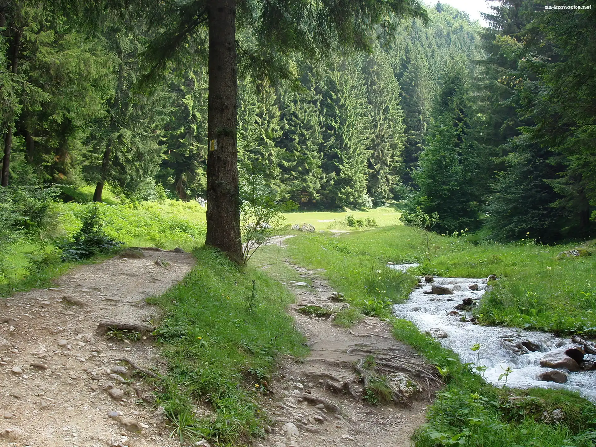 Drzewo, Strumyk, Las