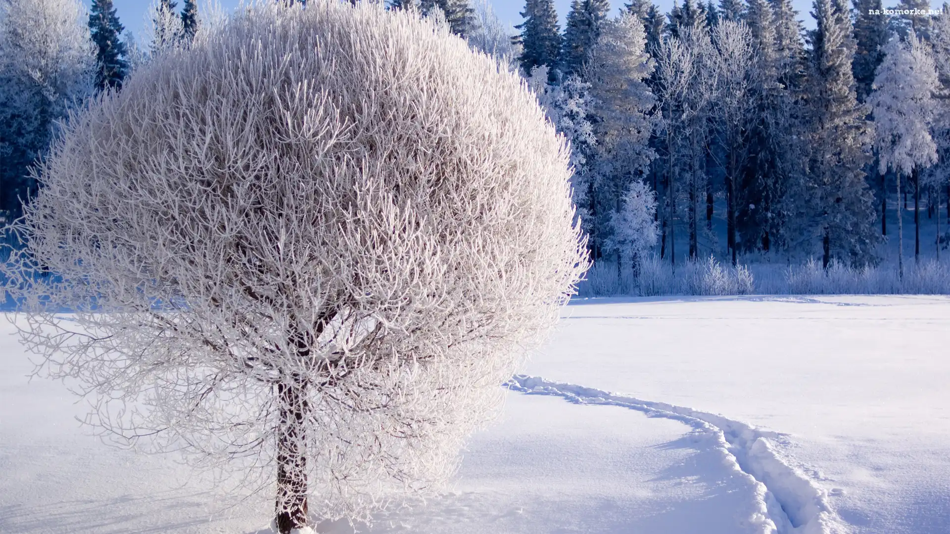 Śnieg, Drzewo, Szadź, Las, Ścieżka