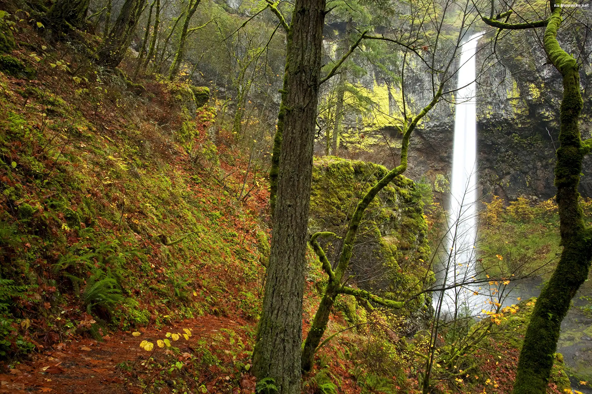 Wodospad Elowah Falls, Stany Zjednoczone, Stan Oregon, Jesień, Las