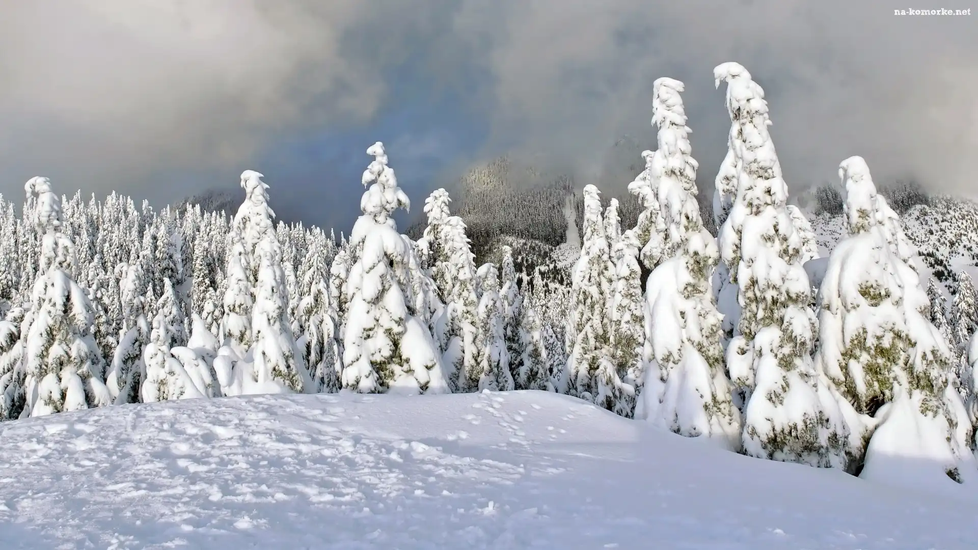 Góry, Las, Śnieg