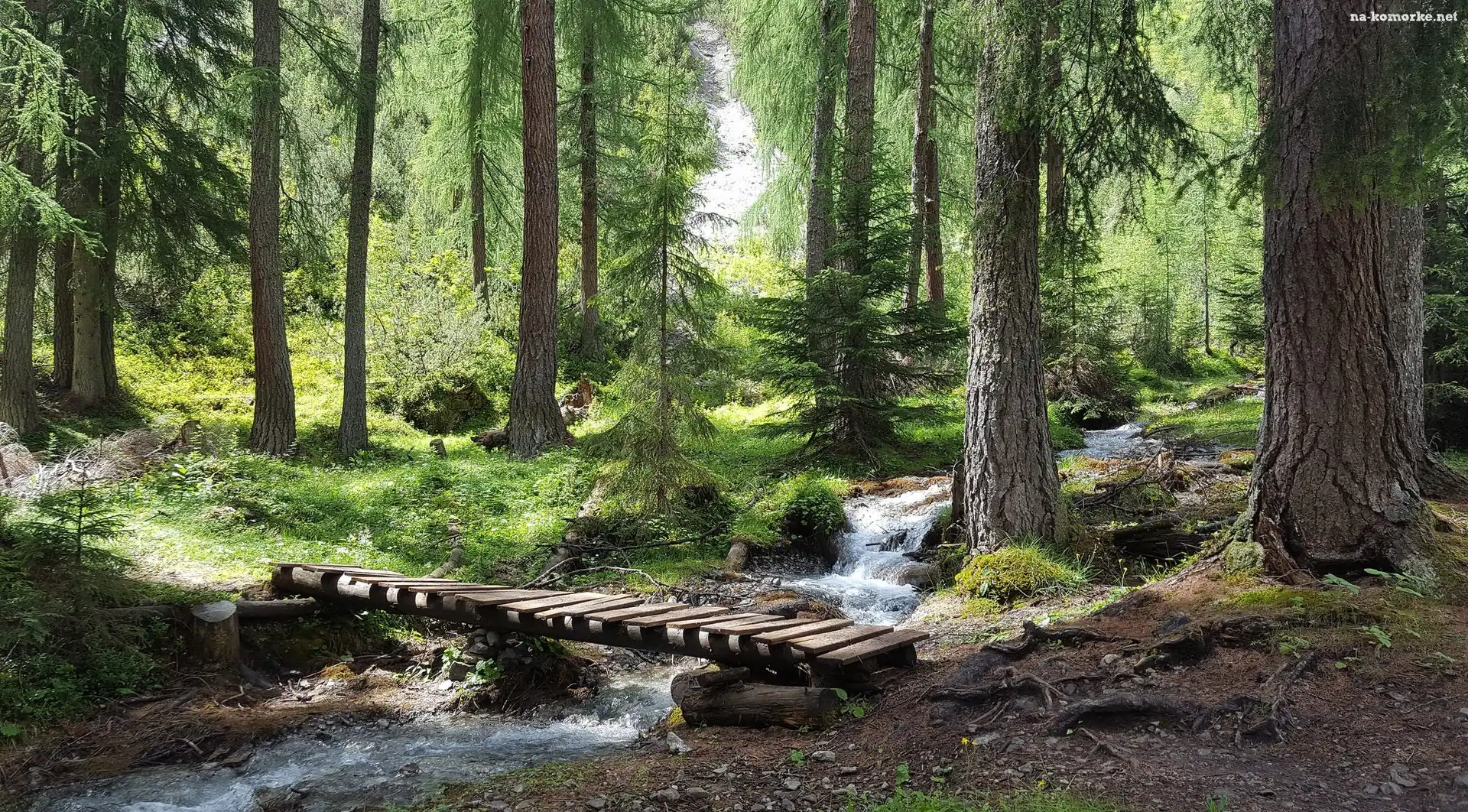 Las, Kładka, Iglasty, Strumyk
