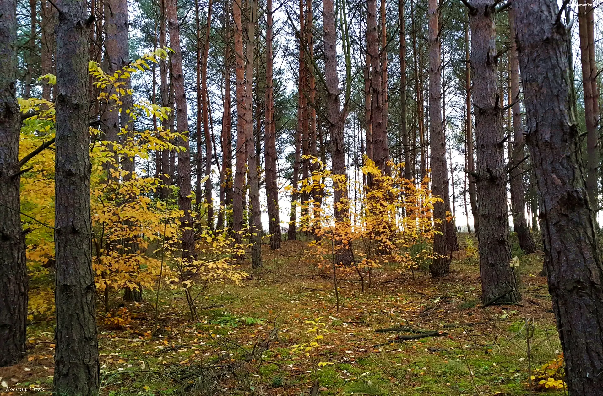 Las, Jesień