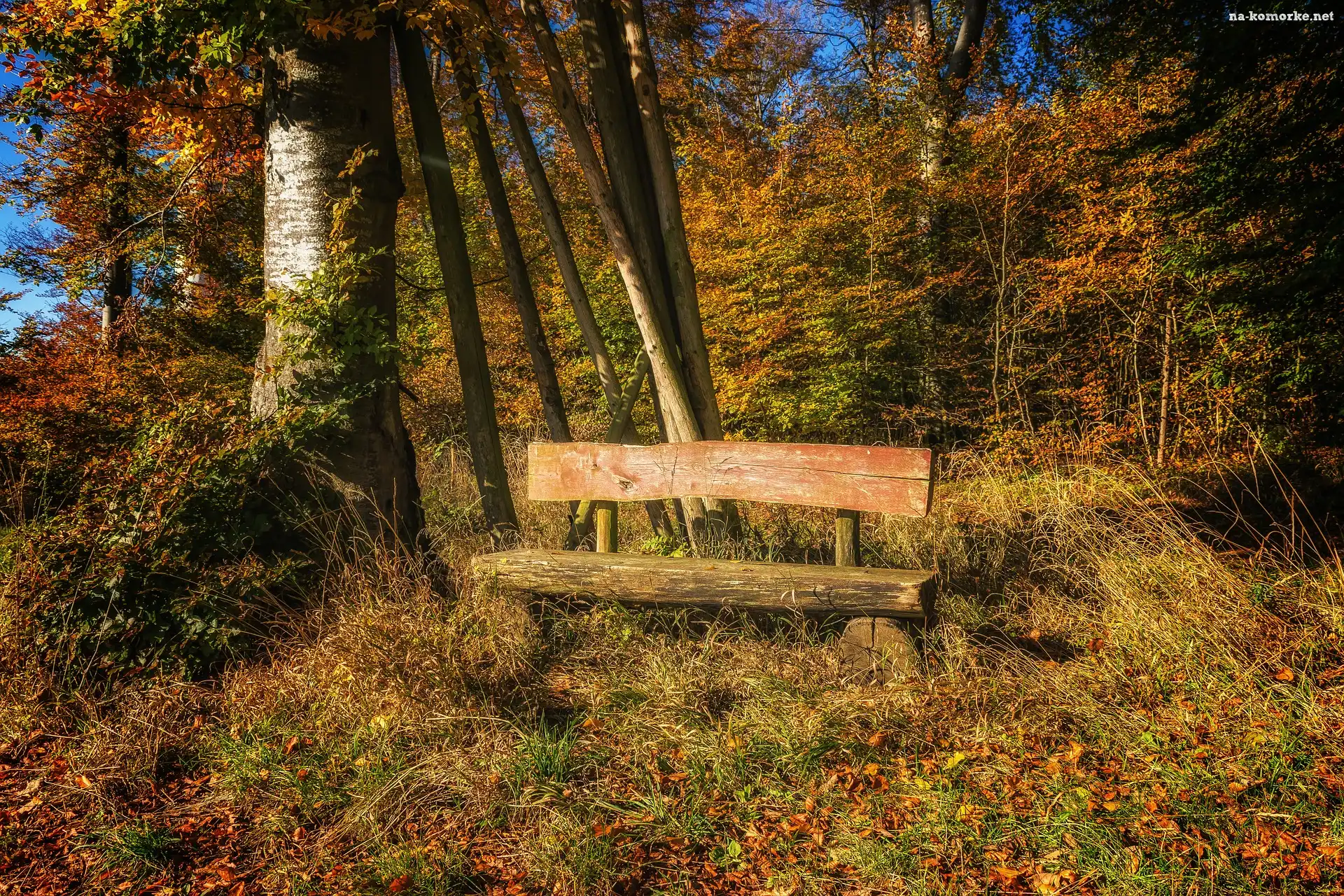 Las, Ławka, Jesień, Drzewa