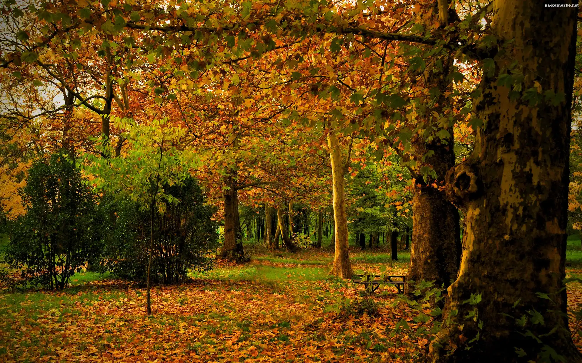 Las, Krzewy, Jesień, Drzewa