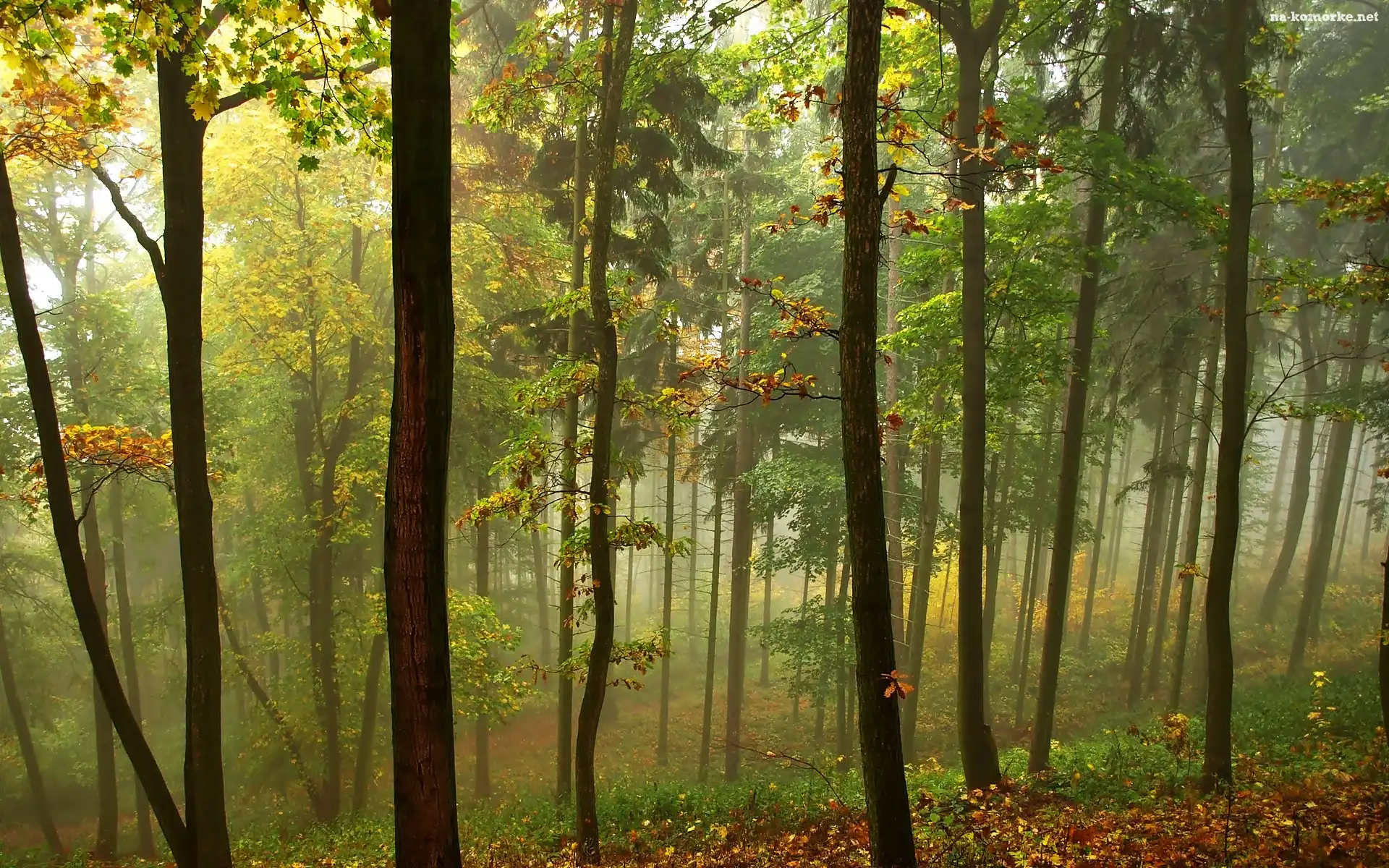 Jesień, Las, Mgła