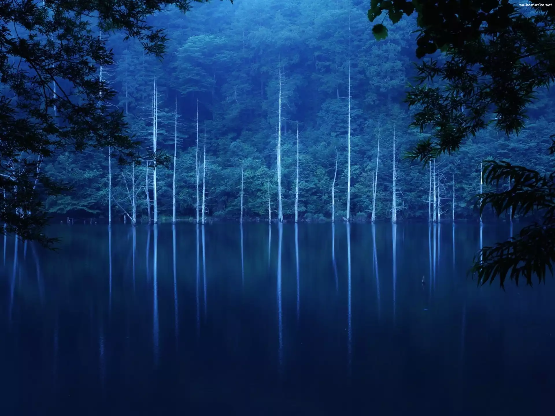 Las, Jezioro