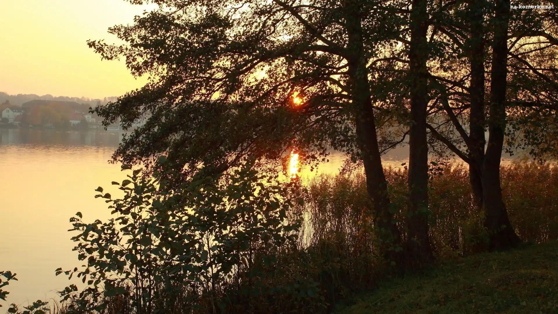 Las, Wschód, Słońca, Jezioro, Mgła