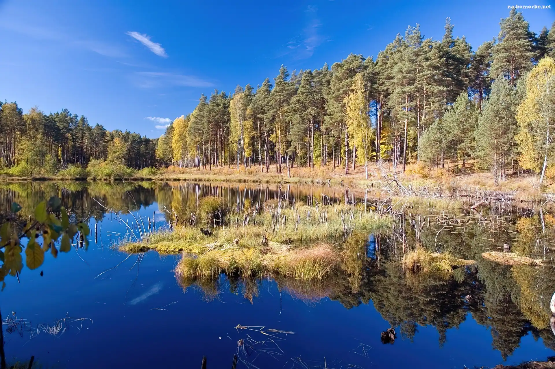 Jezioro, Las, Trawa