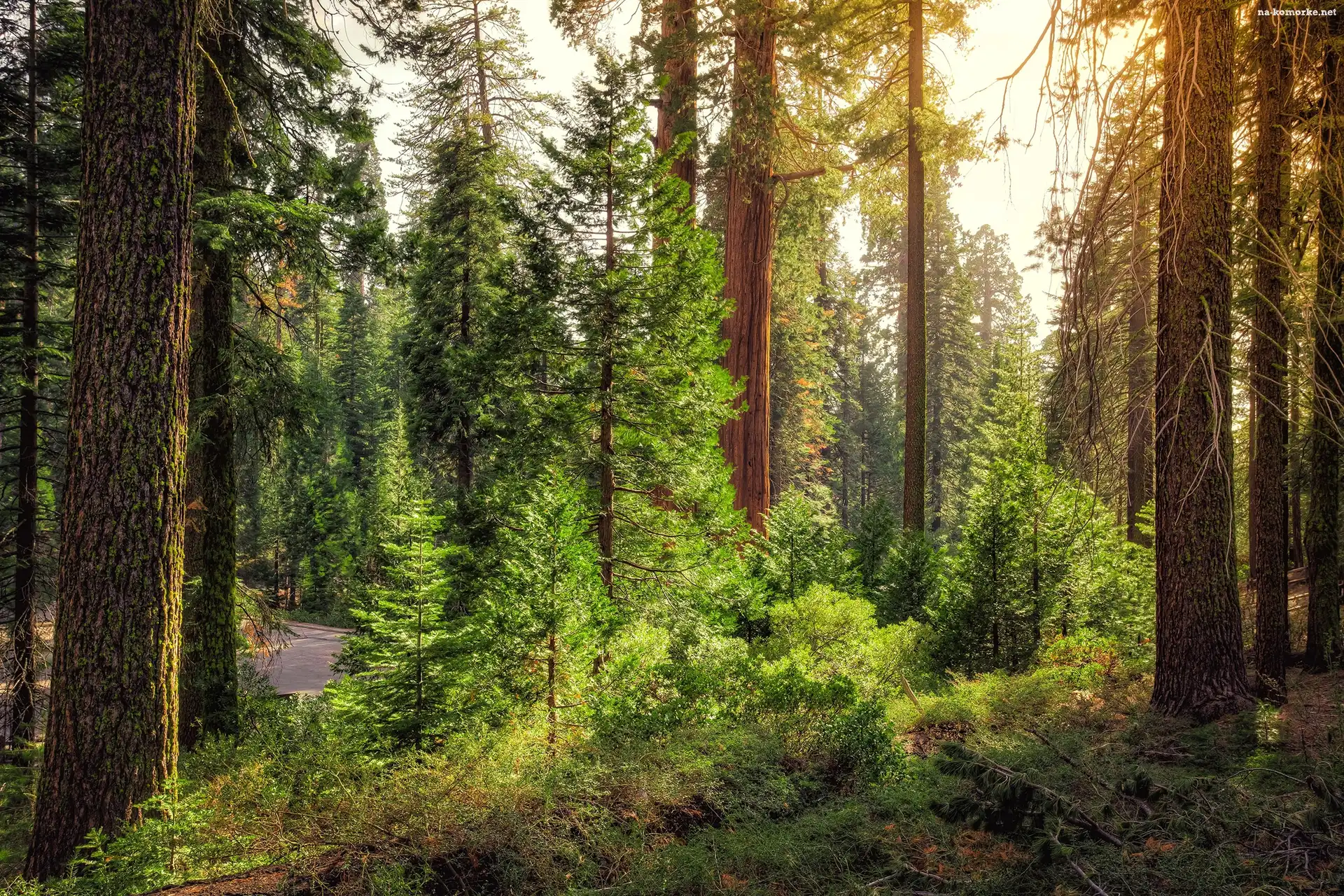 Droga, Stany Zjednoczone, Stan Kalifornia, Park Narodowy Kings Canyon, Las