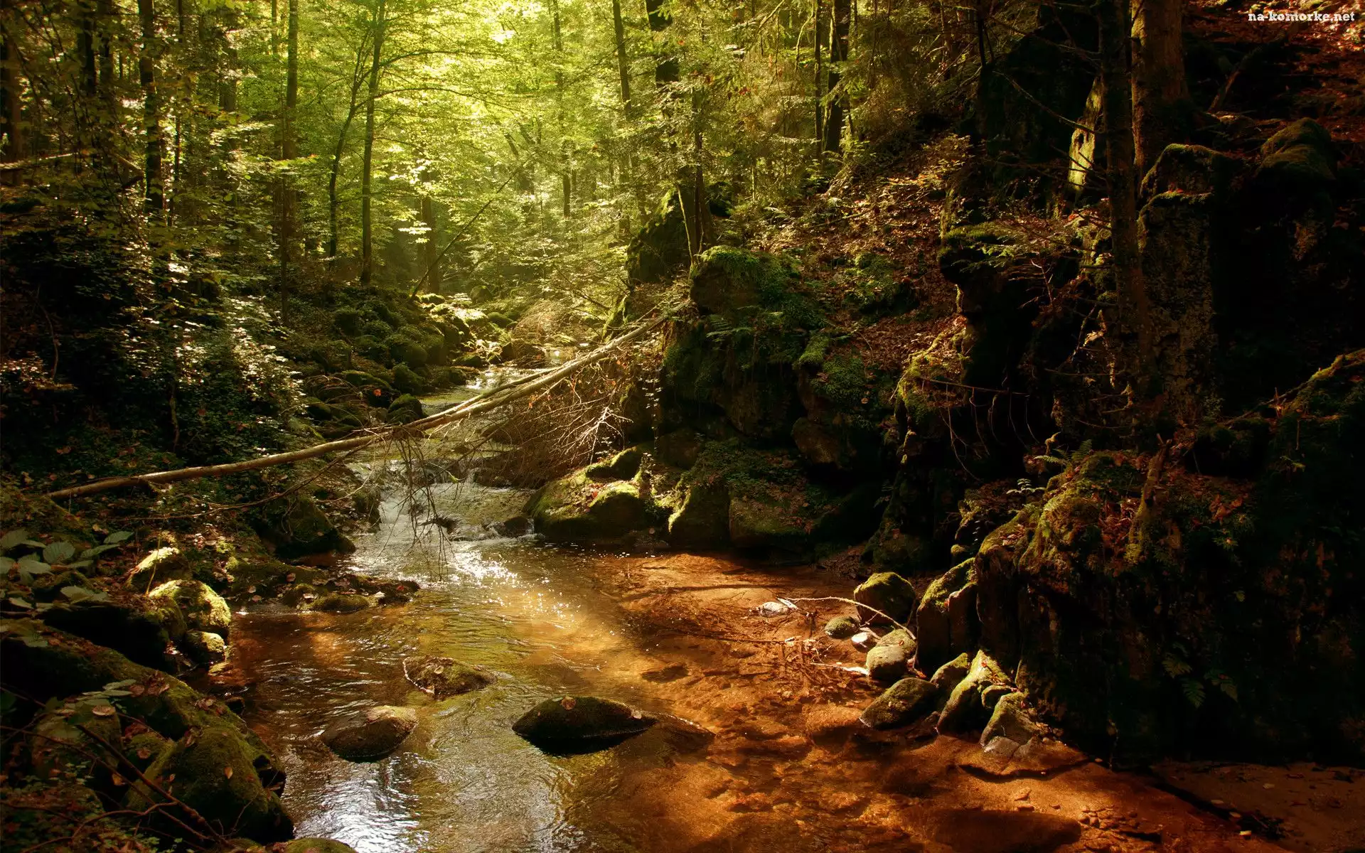 Las, Rzeka, Strumień, Kamienie, Drzewa