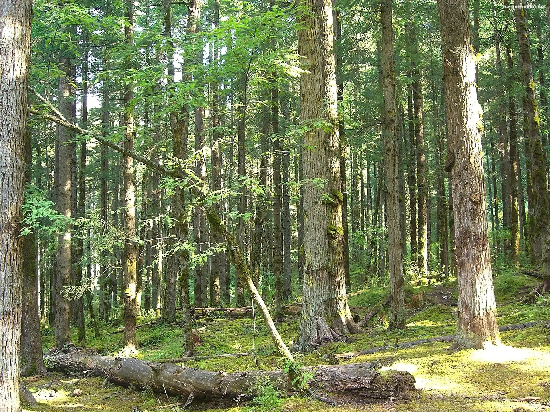 Las, Kłody