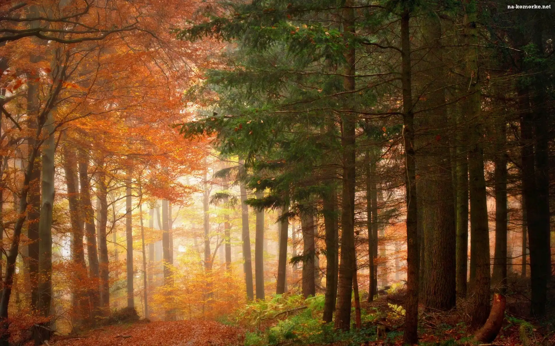 Las, Jesień, Kolorowe, Drzewa