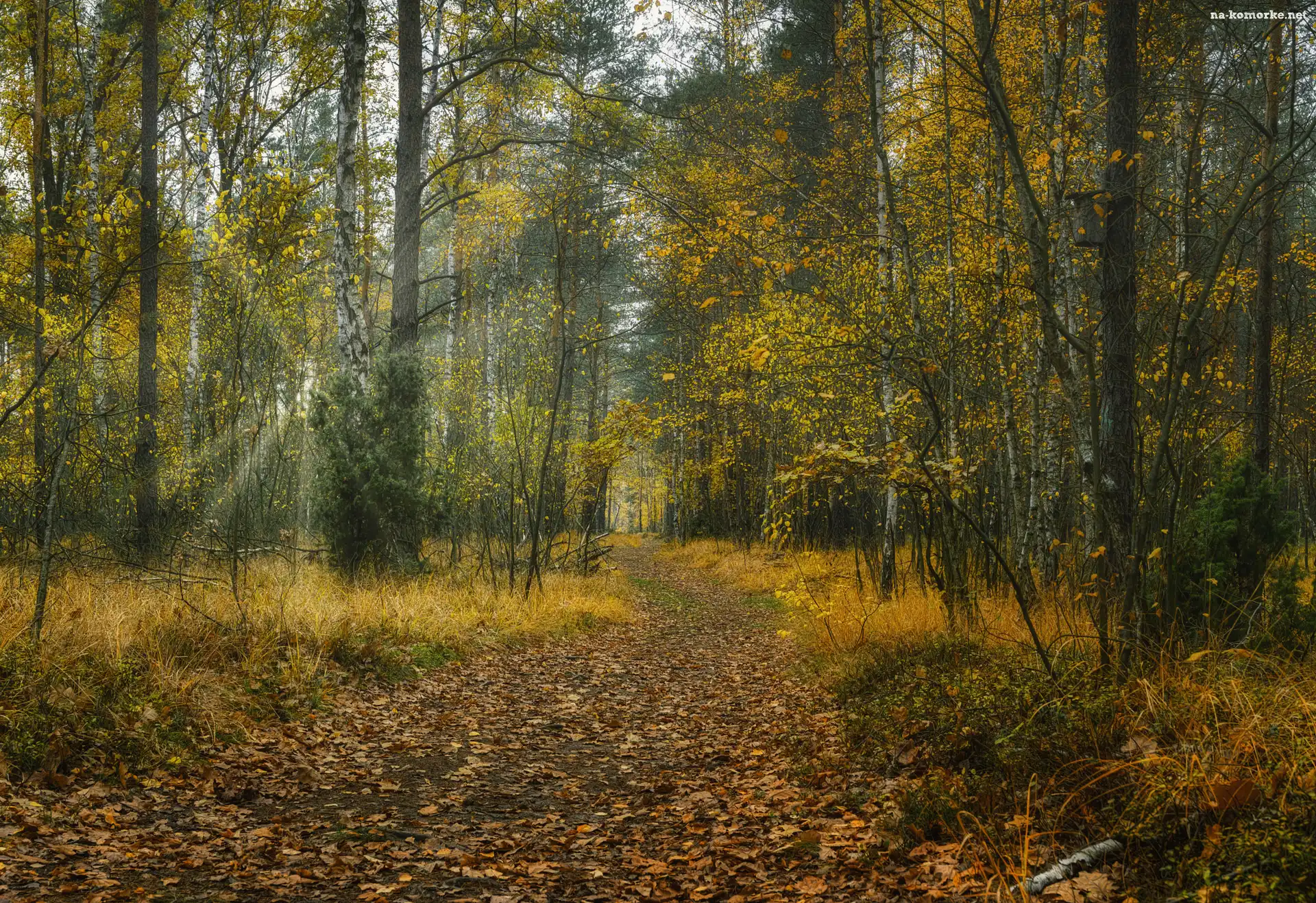 Liście, Las, Jesień, Promienie słońca, Opadłe, Ścieżka