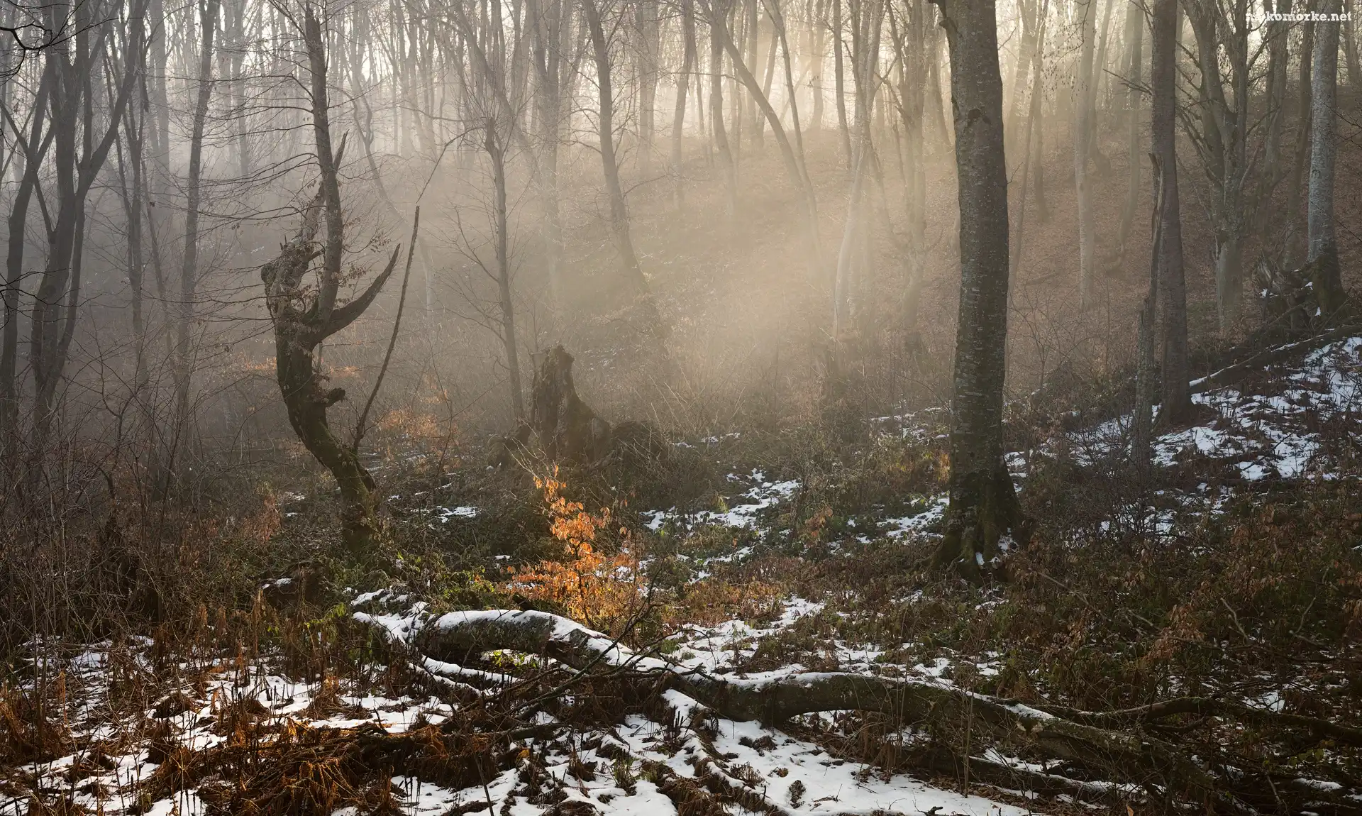 Śnieg, Mgła, Las, Drzewa