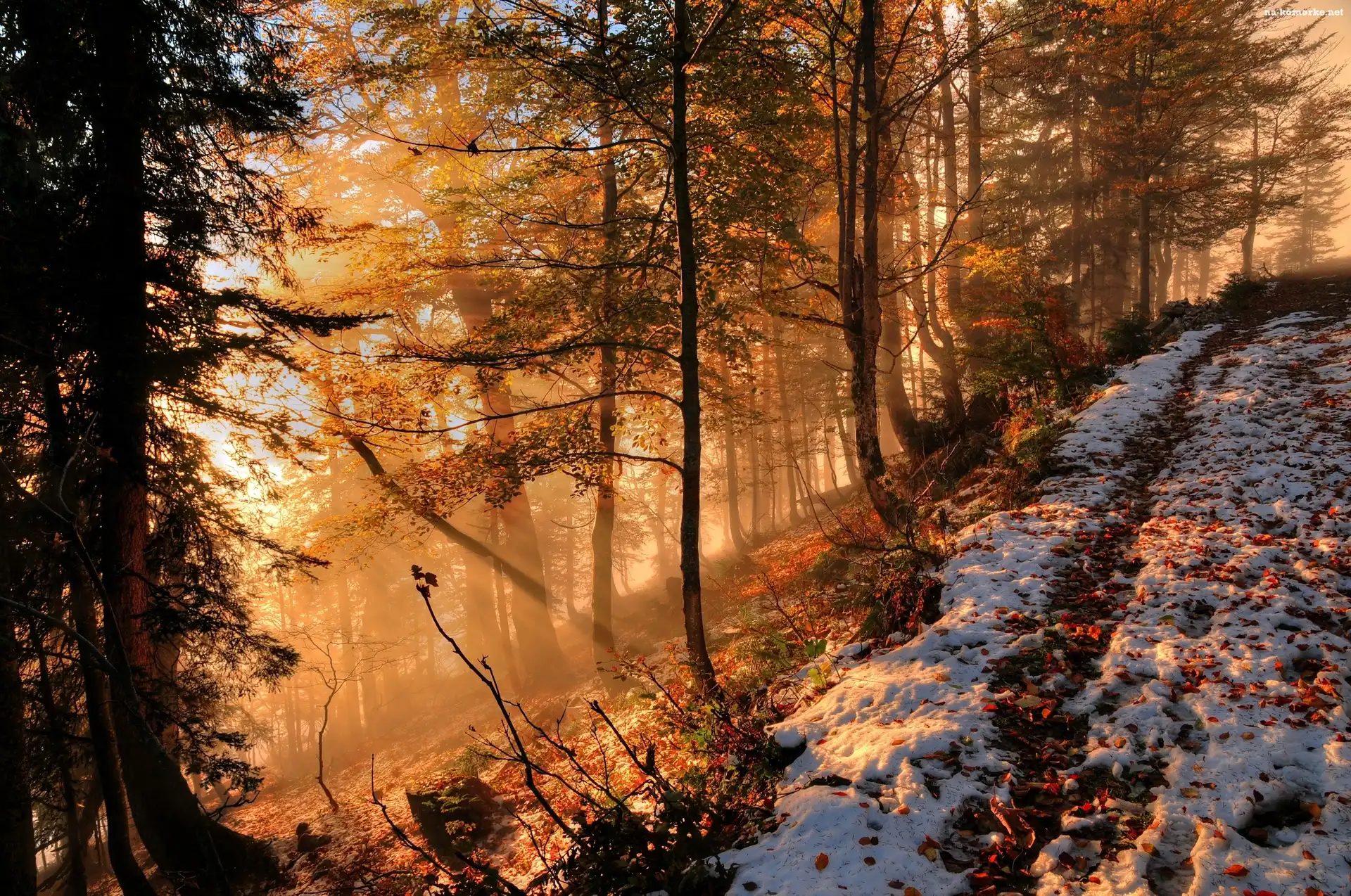 Las, Słońca, Śnieg, Promienie