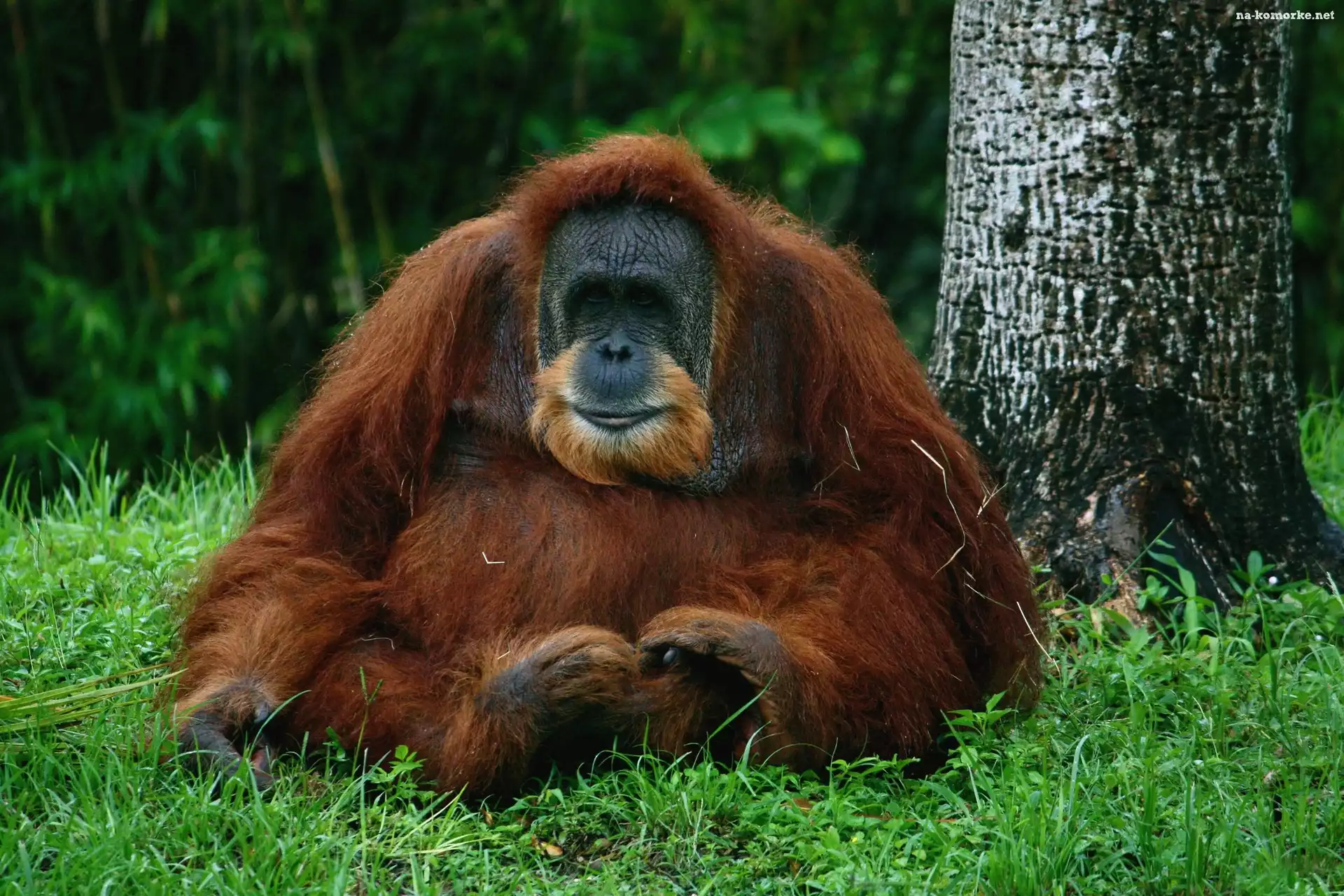 Orangutan, Las, Drzewa
