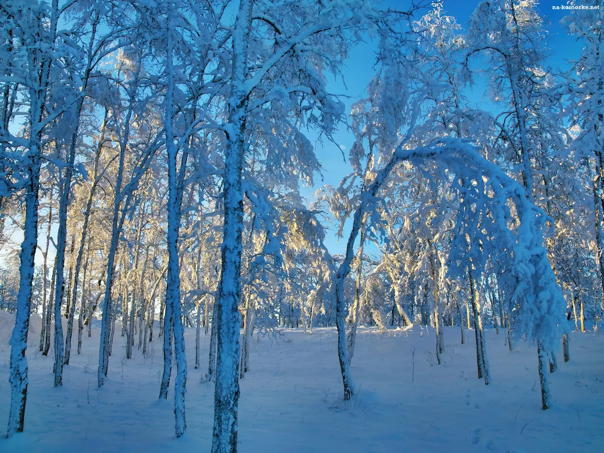 Las, Poranek, Ośnieżone, Drzewa