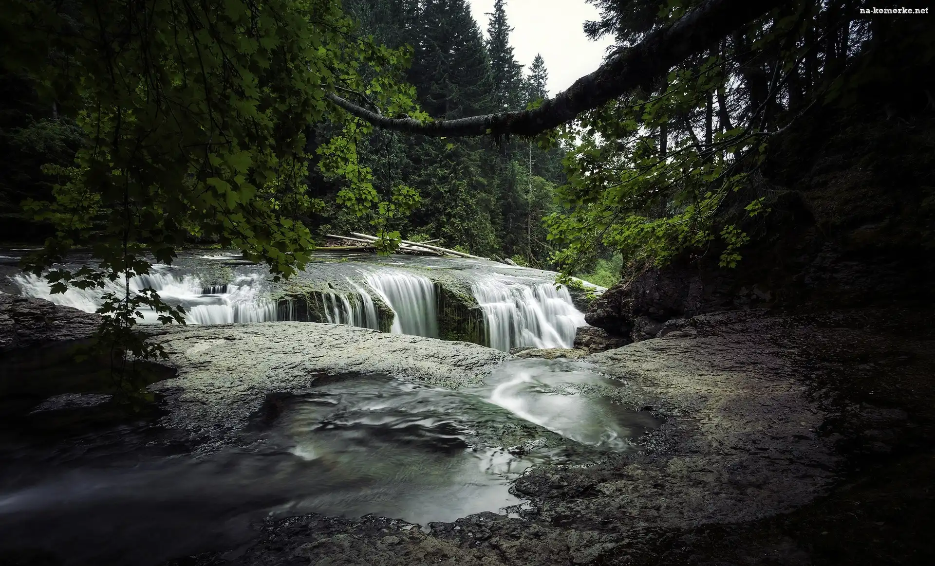 Las, Stan Waszyngton, Początek, Stany Zjednoczone, Rzeka Lewis River, Wodospadu, Skały, Miejscowość Cougar