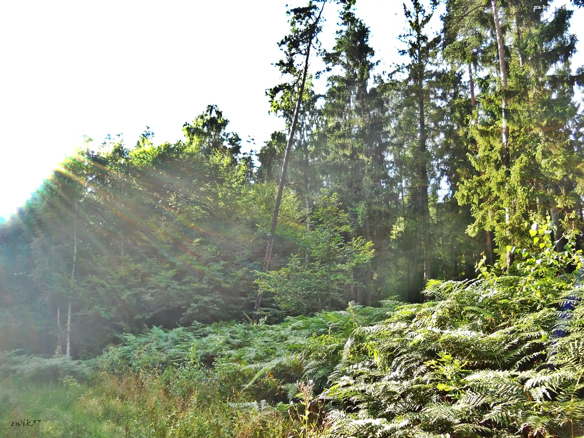 Las, Słońce, Polana, Przebijające