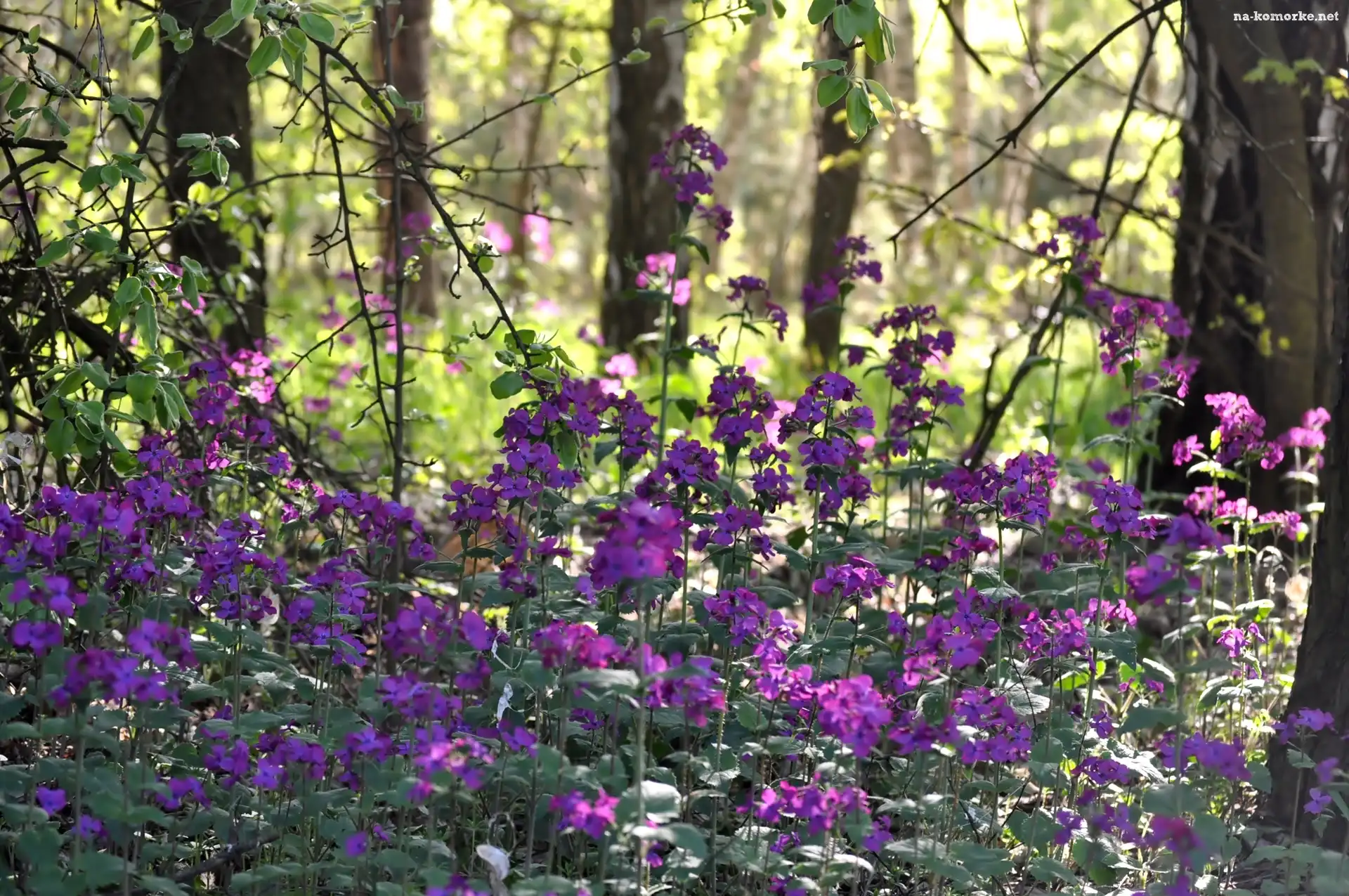 Las, Kwiaty, Purpurowe, Leśne