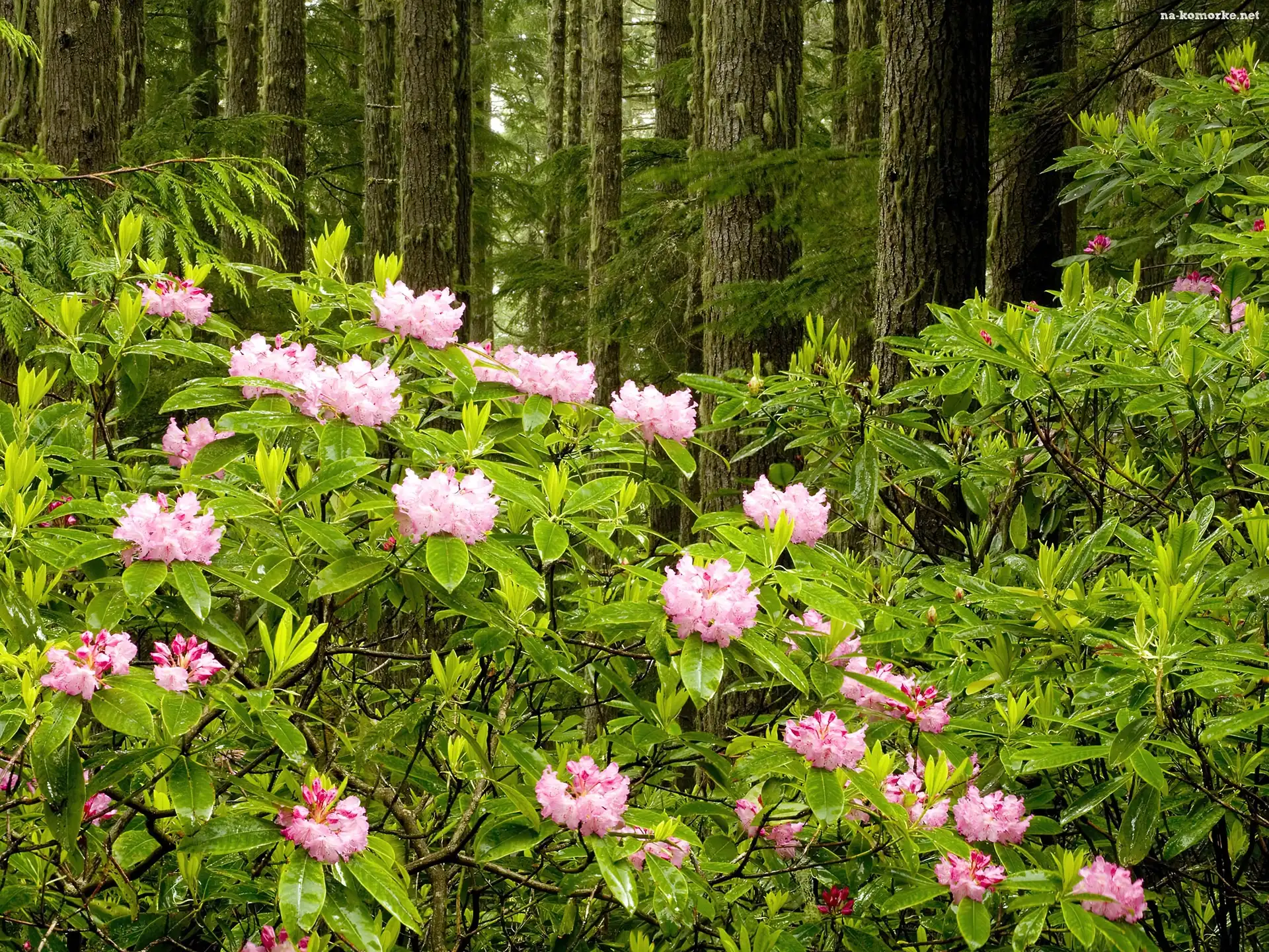 Las, Rododendron