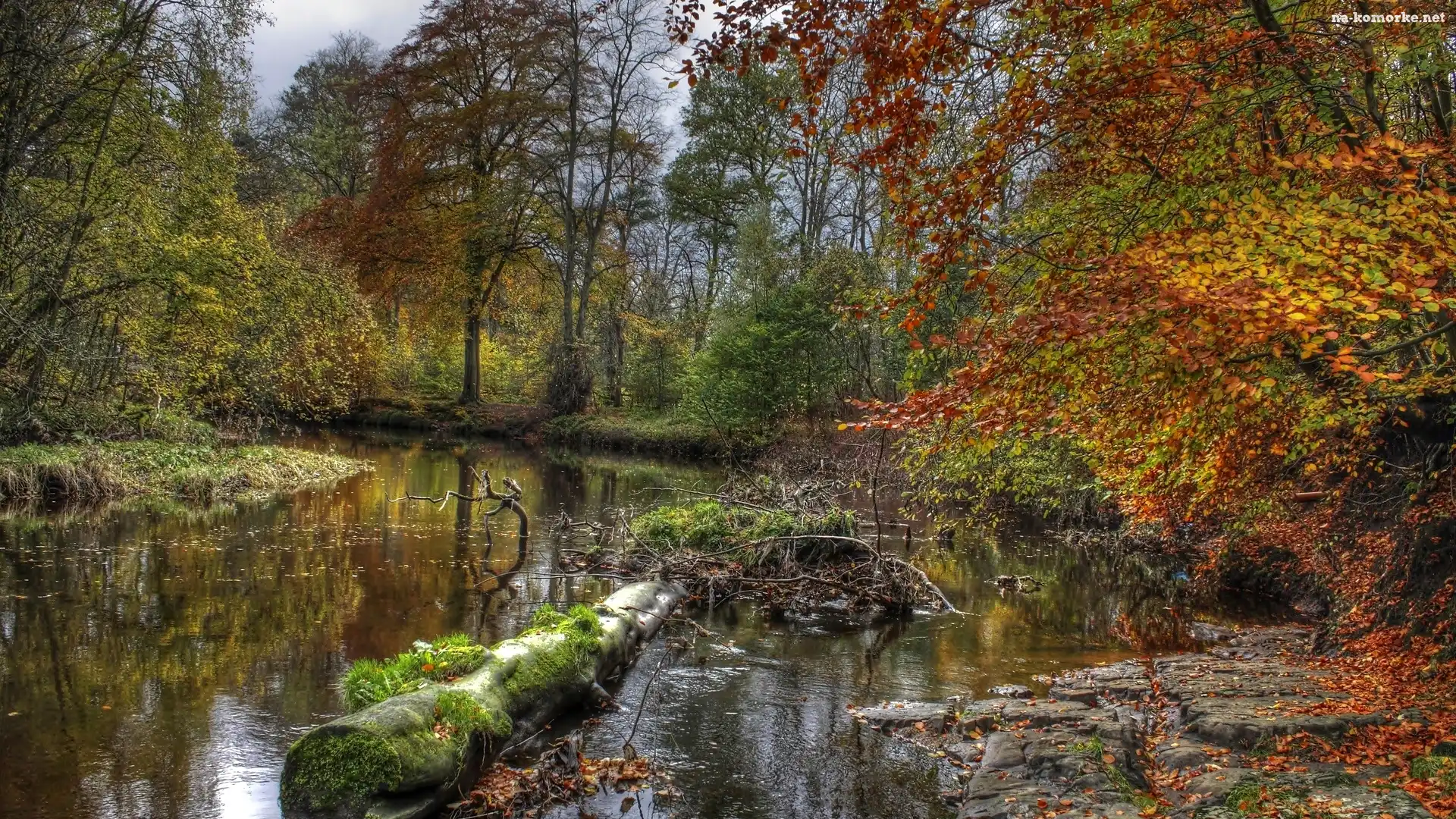Las, Drzewo, Rzeka, Powalone