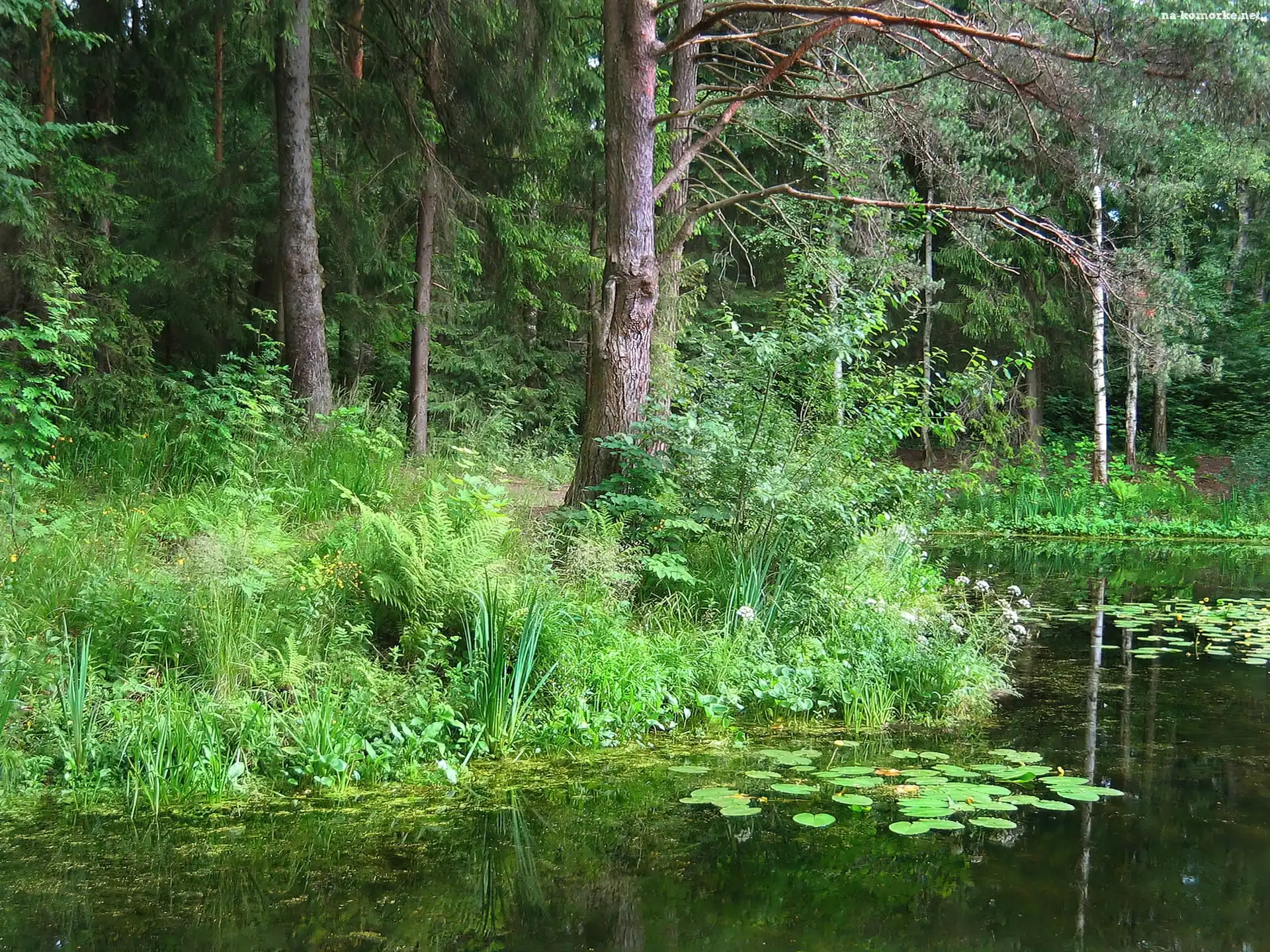 Las, Krzewy, Rzeka, Drzewa