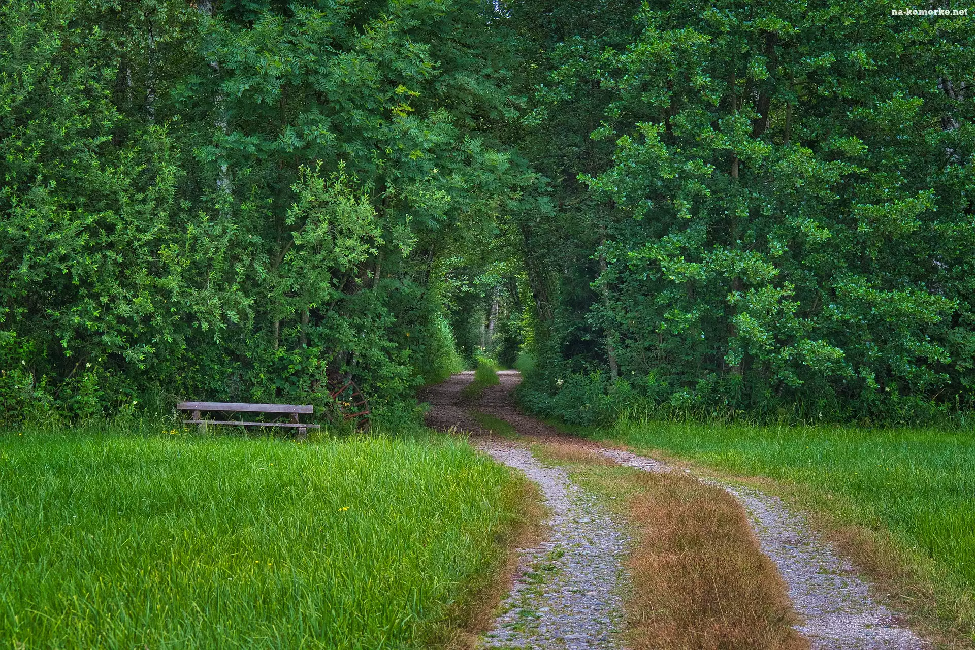 Ławka, Las, Ścieżka, Trawa, Drzewa