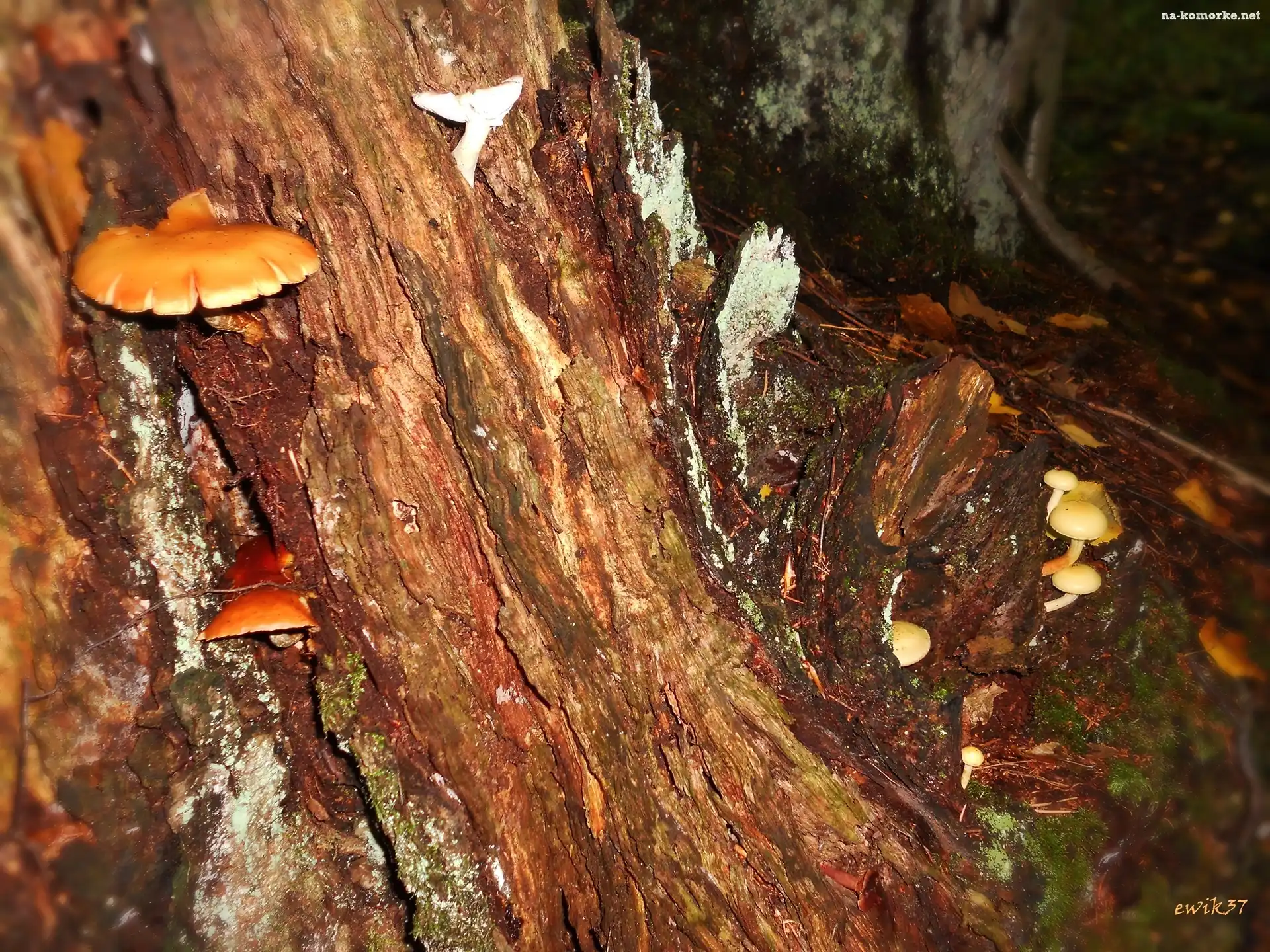 Las, Grzyby, Spróchniały, Pień
