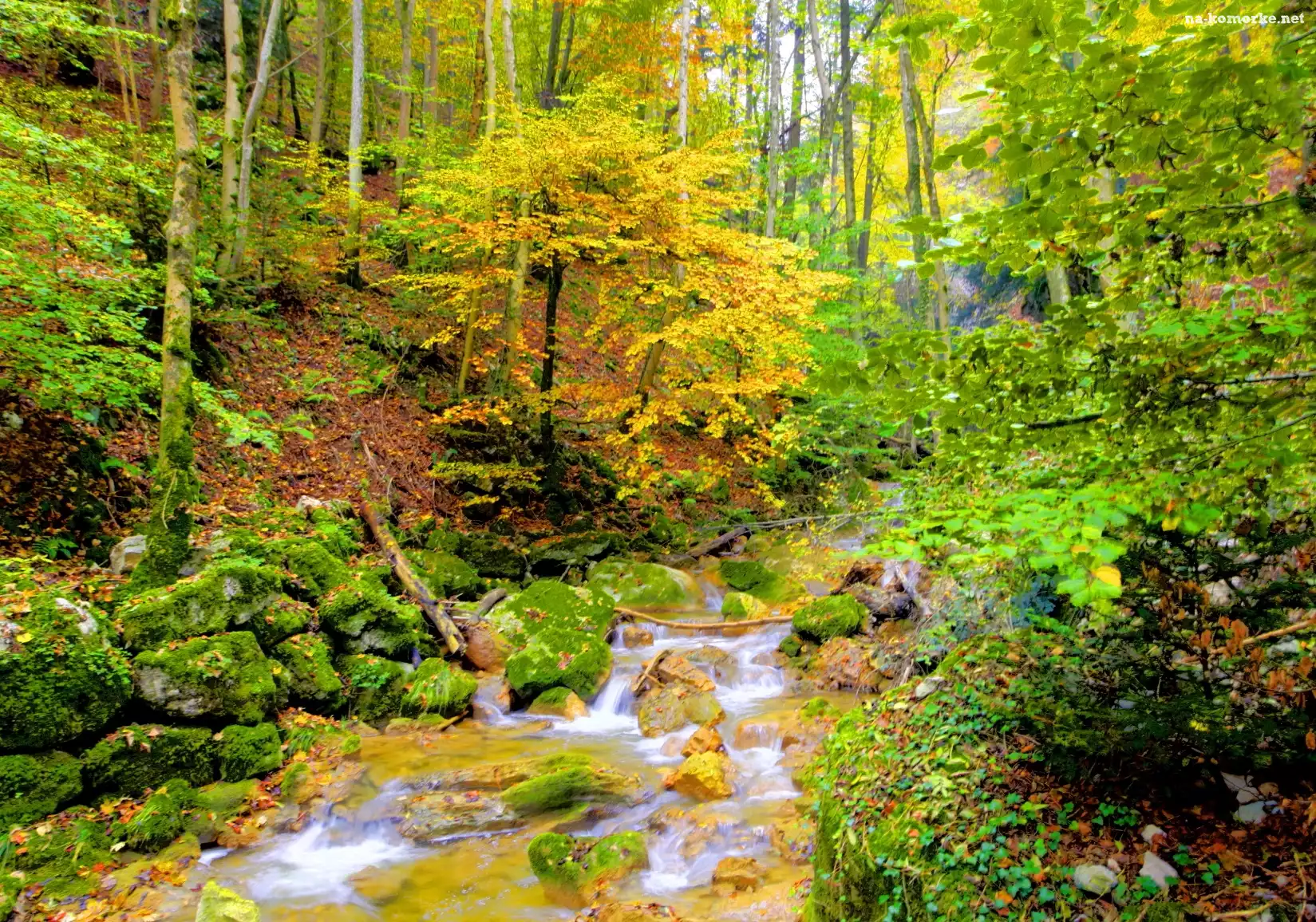 Las, Jesień, Strumyk, Drzewa