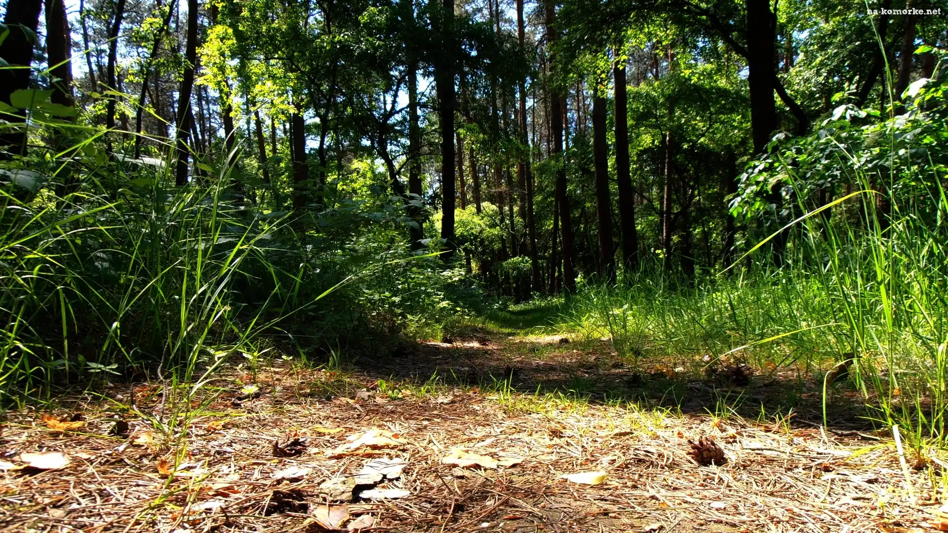 Las, Drzewa, Szyszki, Trawa