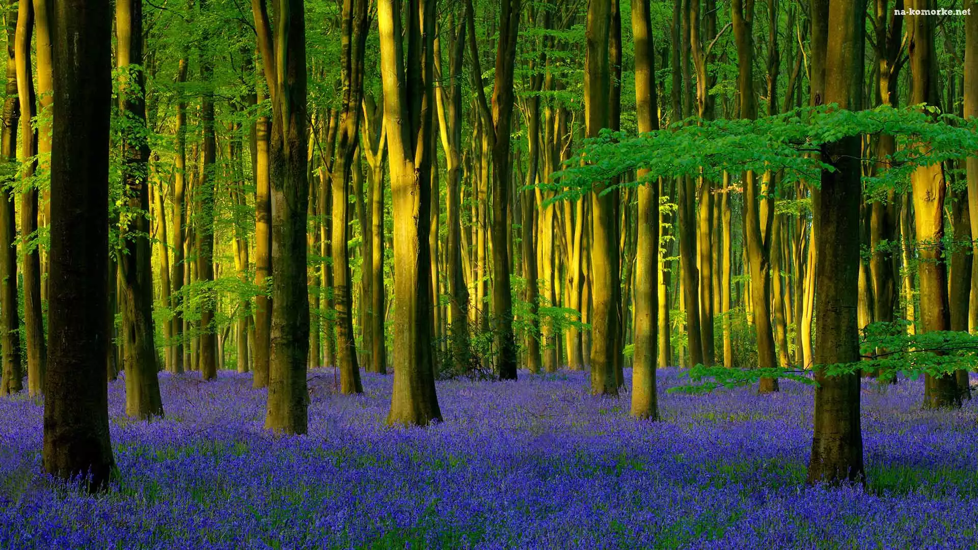 Wieś Micheldever, Anglia, Drzewa, Las, Światło słoneczne, Hrabstwo Hampshire, Hiacyntowiec zwyczajny, Micheldever Wood, Kwiaty