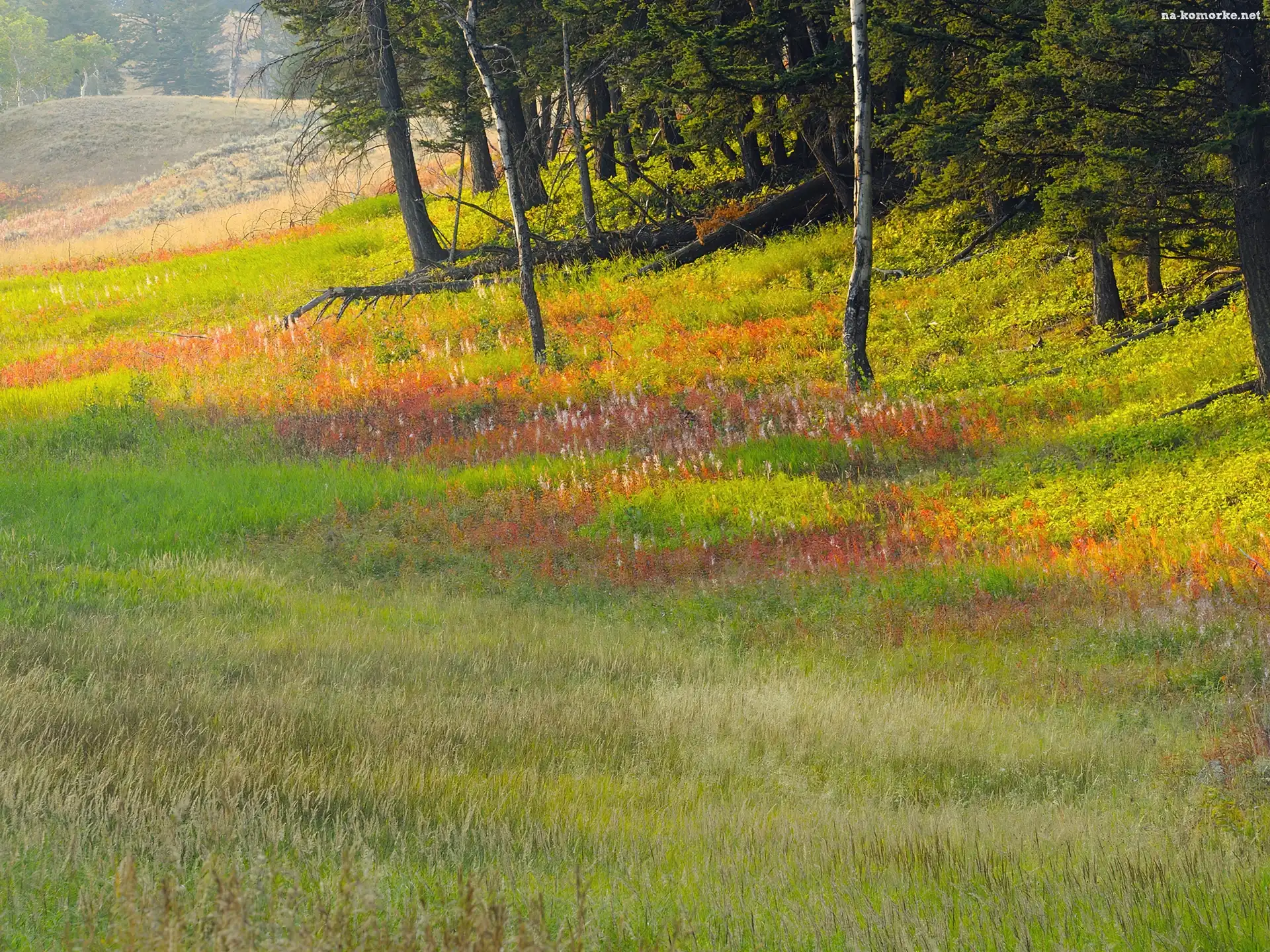 Wyoming, Las, Polana, Łąka, Park Narodowy Yellowstone