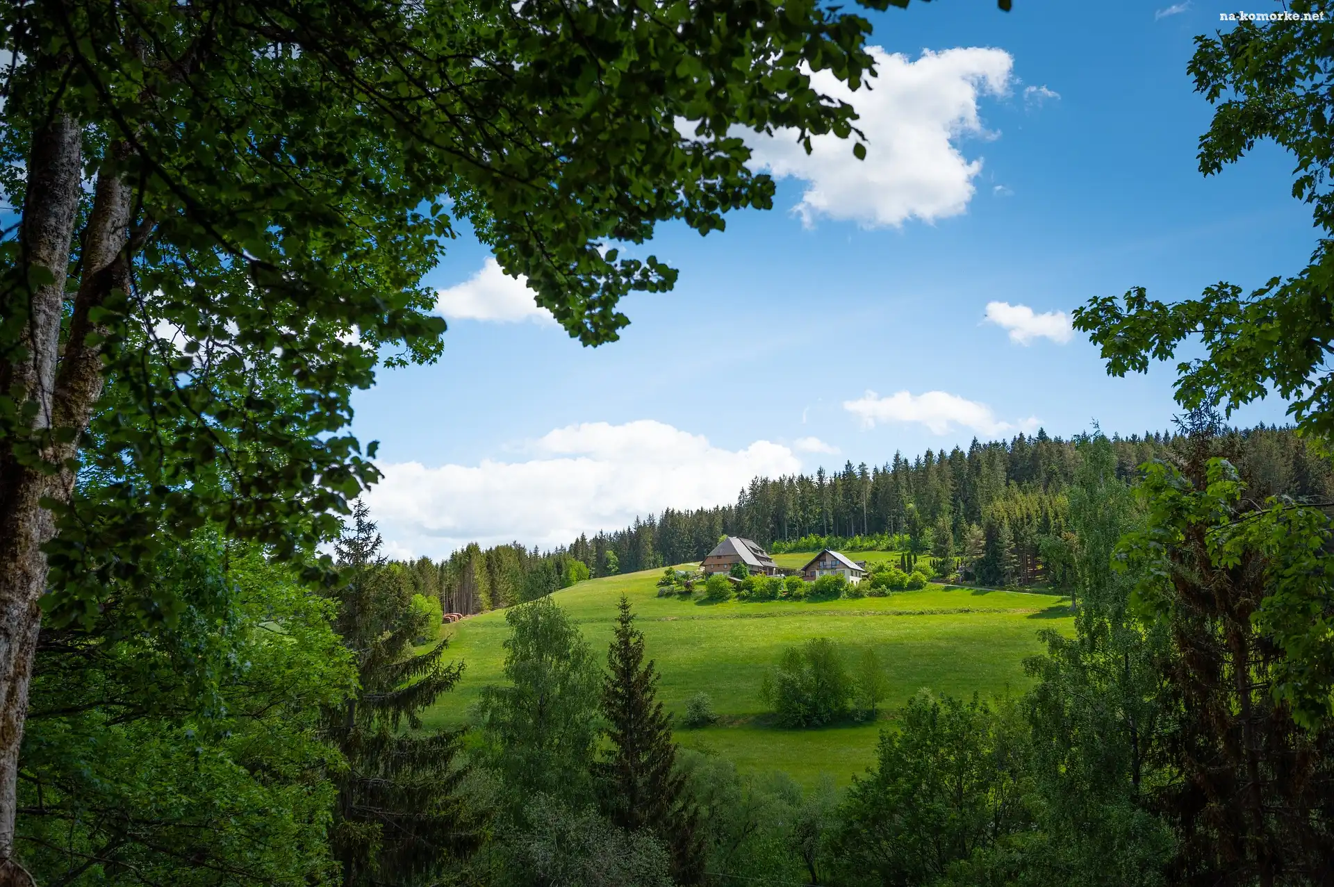 Domy, Las, Wzgórze, Drzewa, Polana