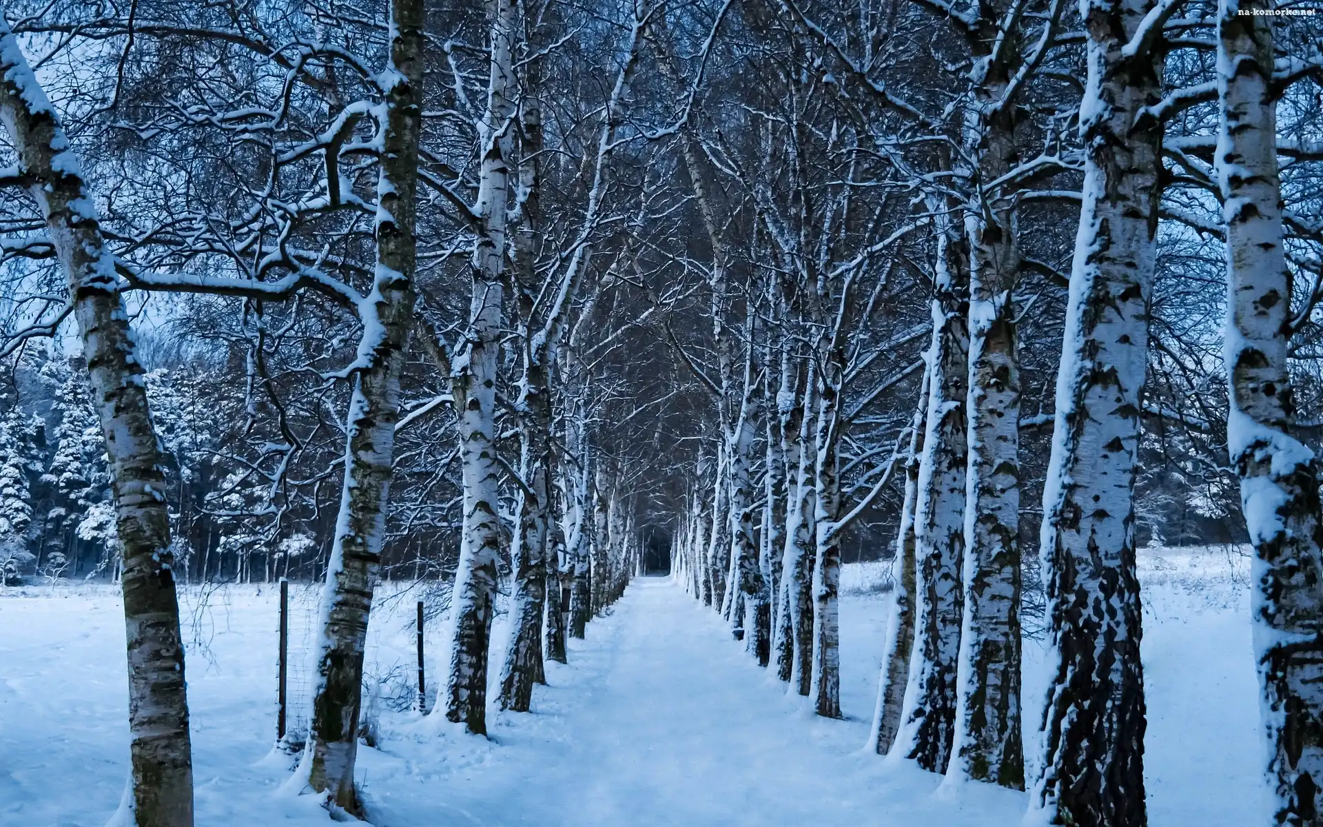 Zima, Las, Śnieg