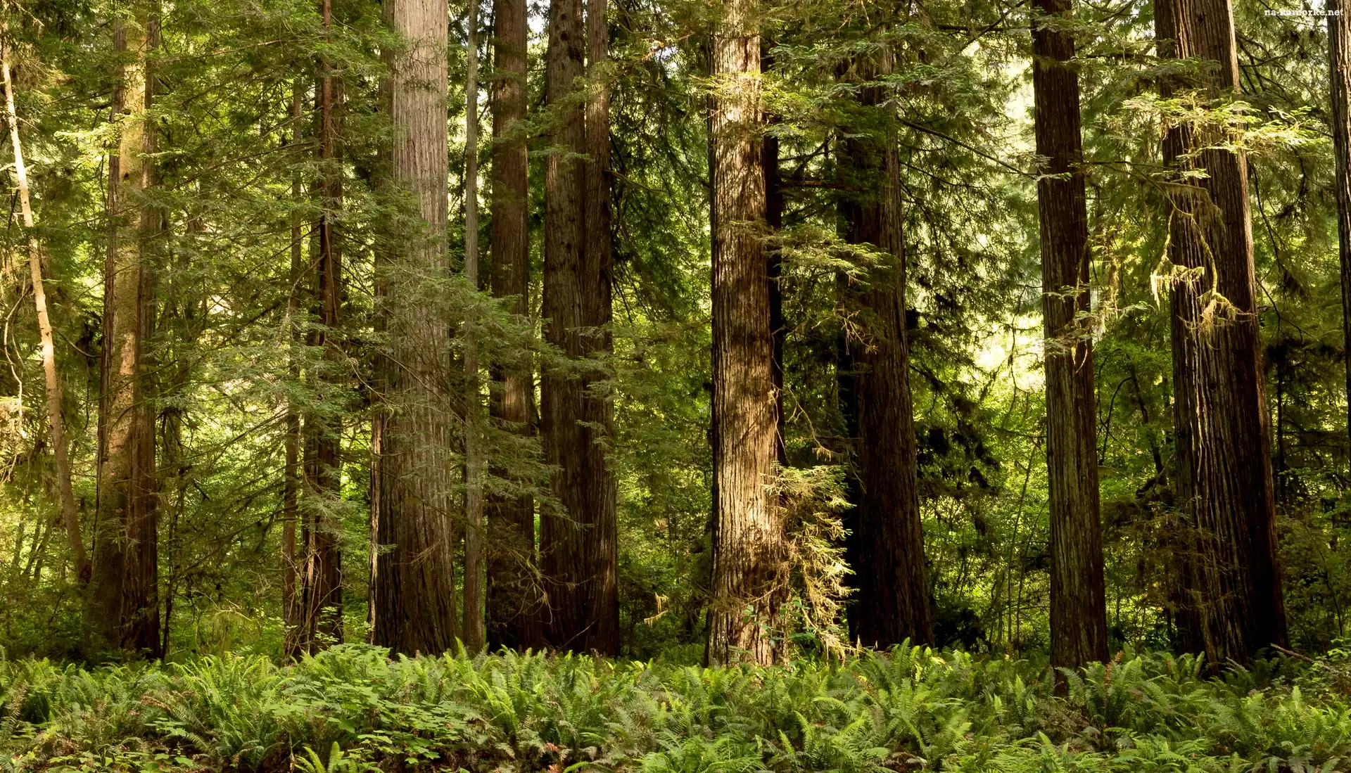 Drzewa, Stan Kalifornia, Stany Zjednoczone, Paprocie, Park Narodowy Redwood, Las