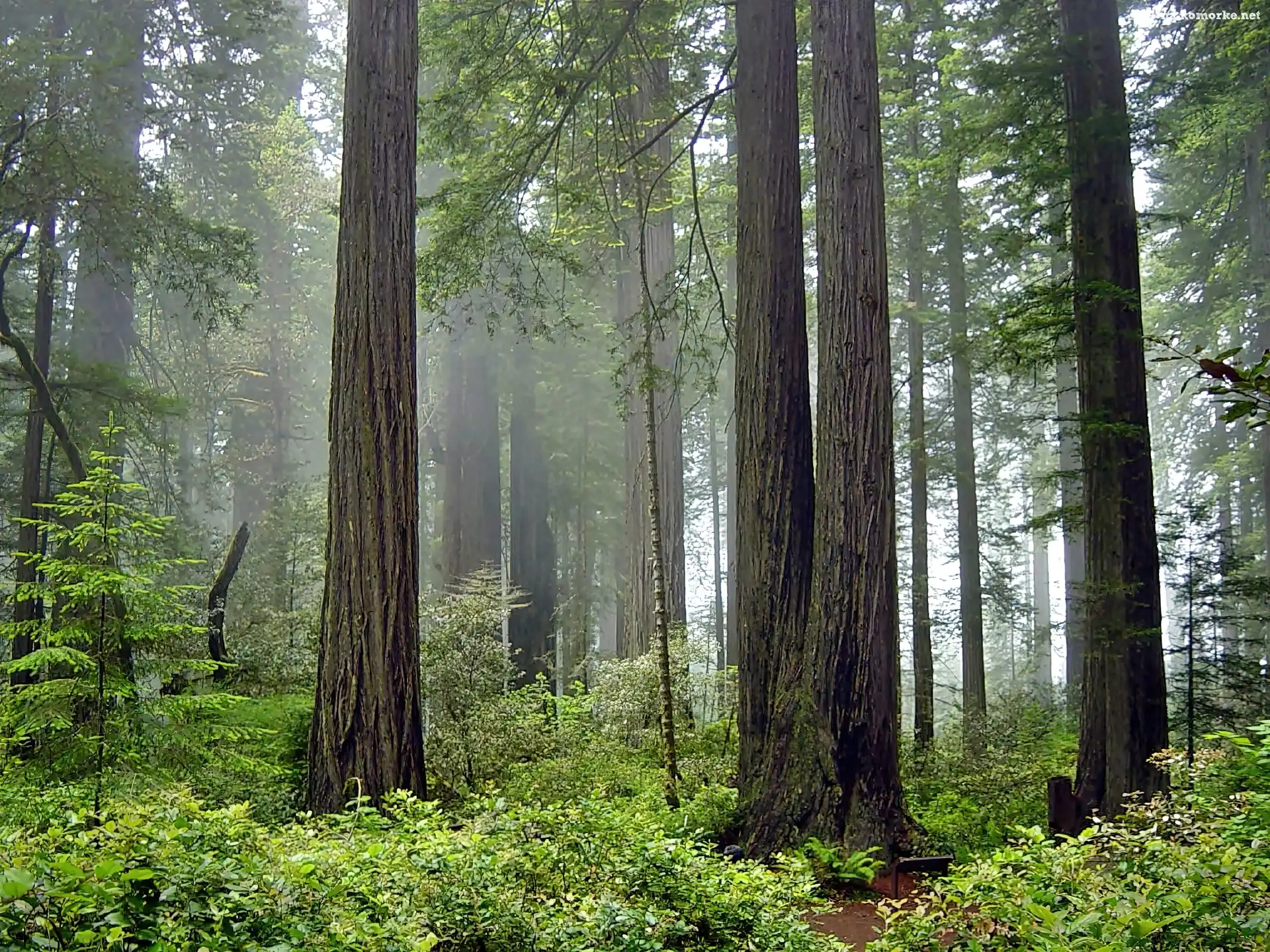 Mgła, Stany Zjednoczone, Stan Kalifornia, Park Narodowy Redwood, Las