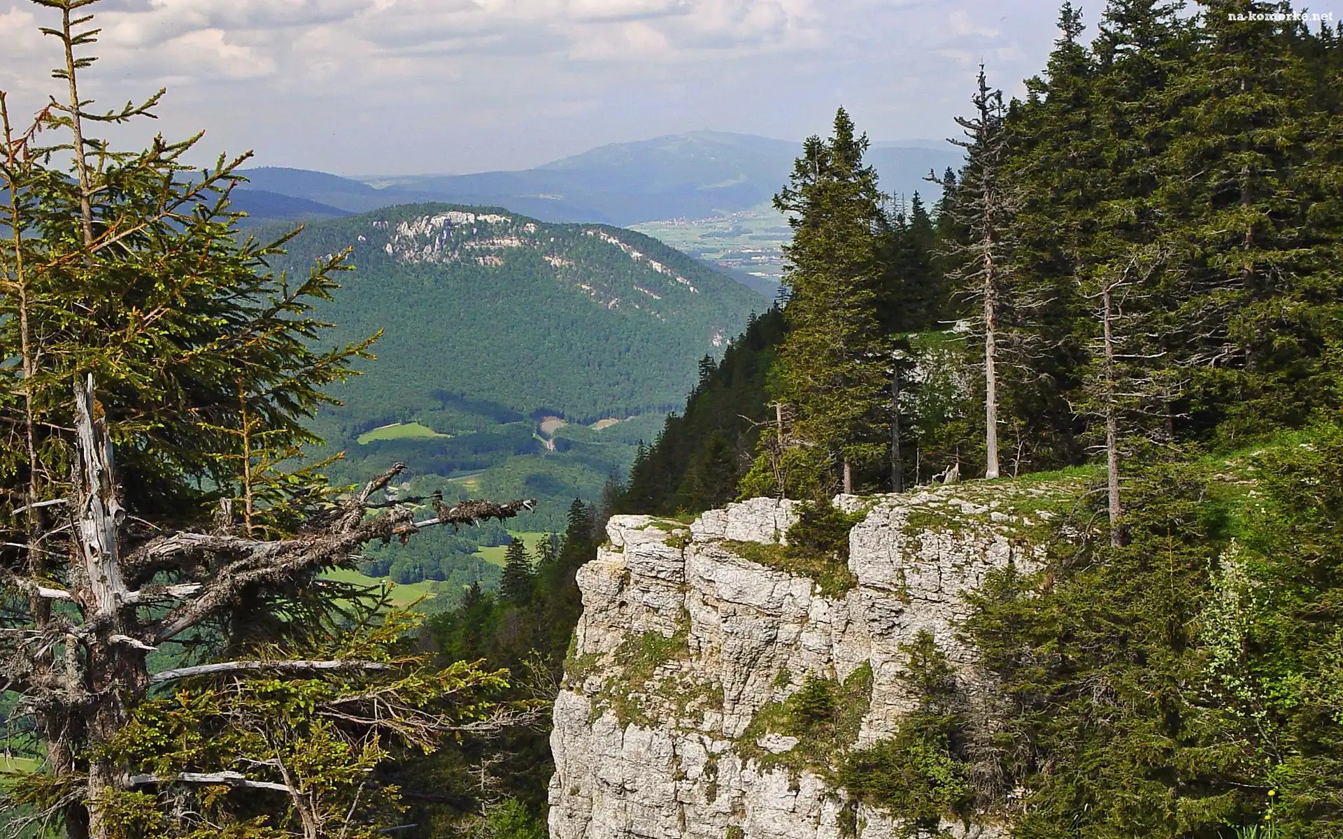 Góry, Lasy, Drzewa