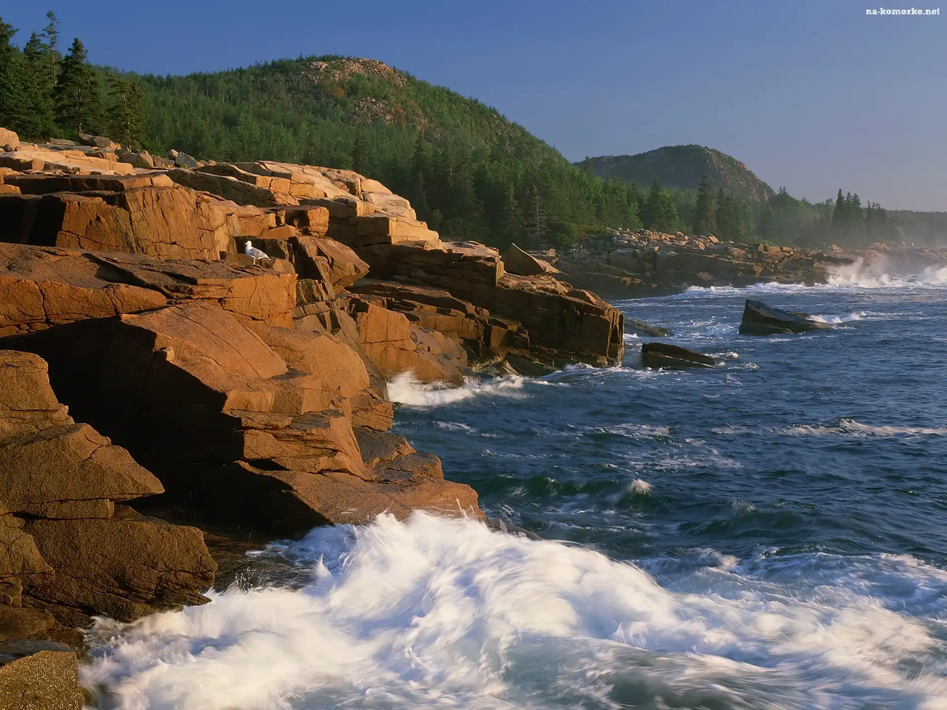 Lasy, Klify, Morze, Maine, Góry, Acadia