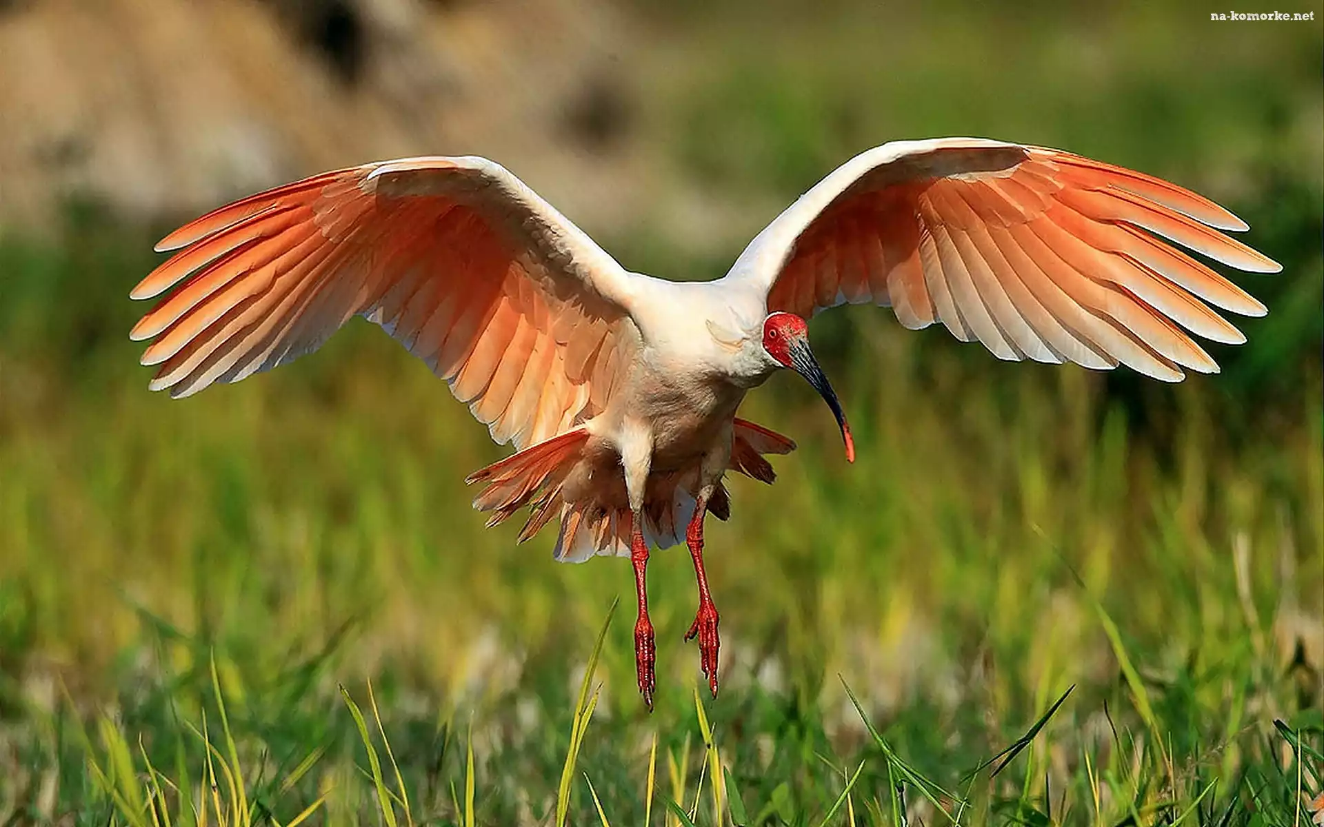Lato, Rozmycie, Łąka, Ibis