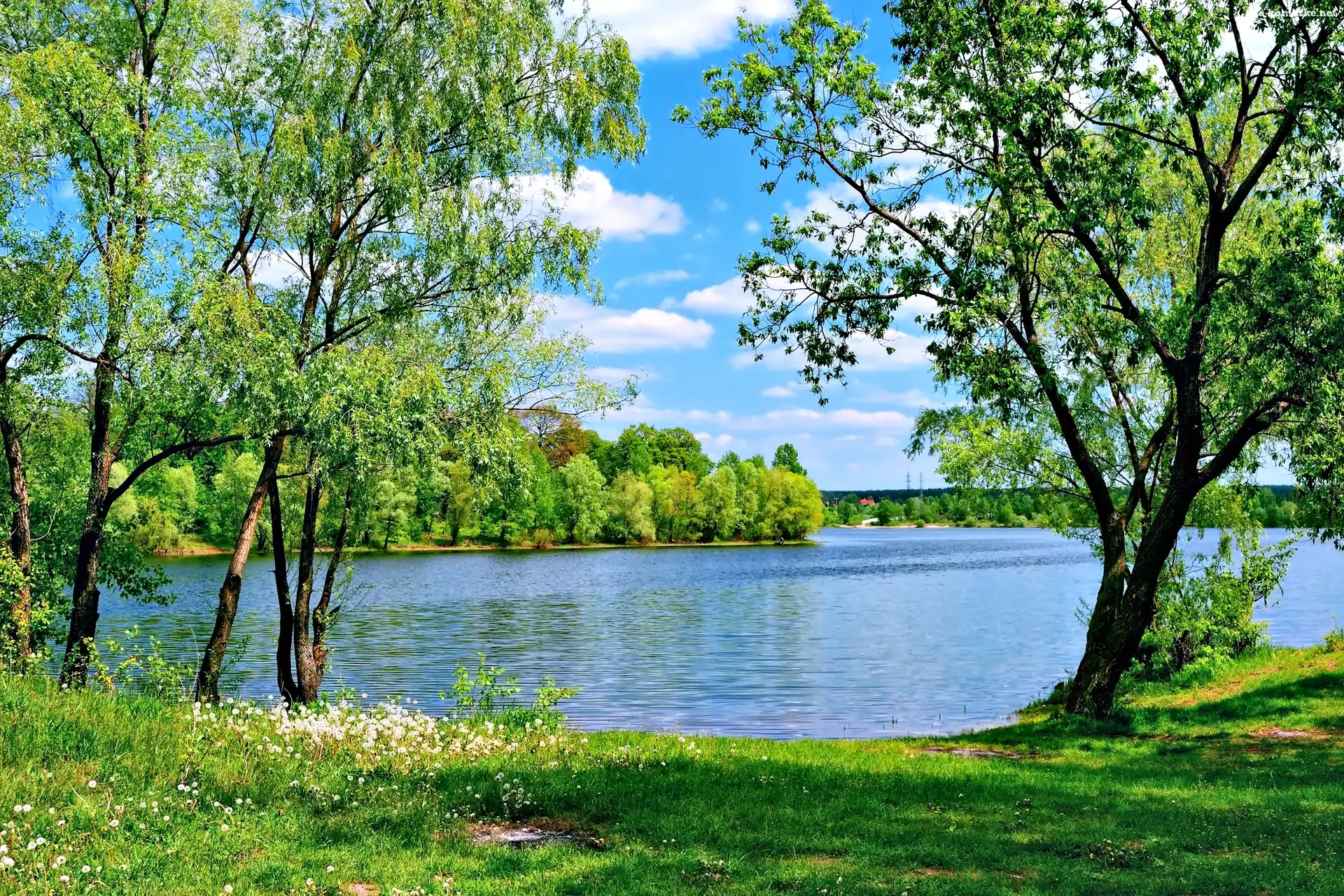 Lato, Trawa, Jezioro, Drzewa