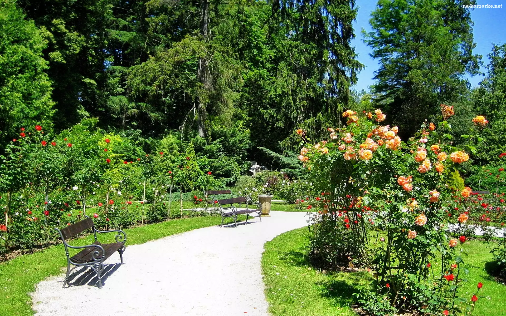 Lato, Park, Ławeczki, Kwitnące, Róże