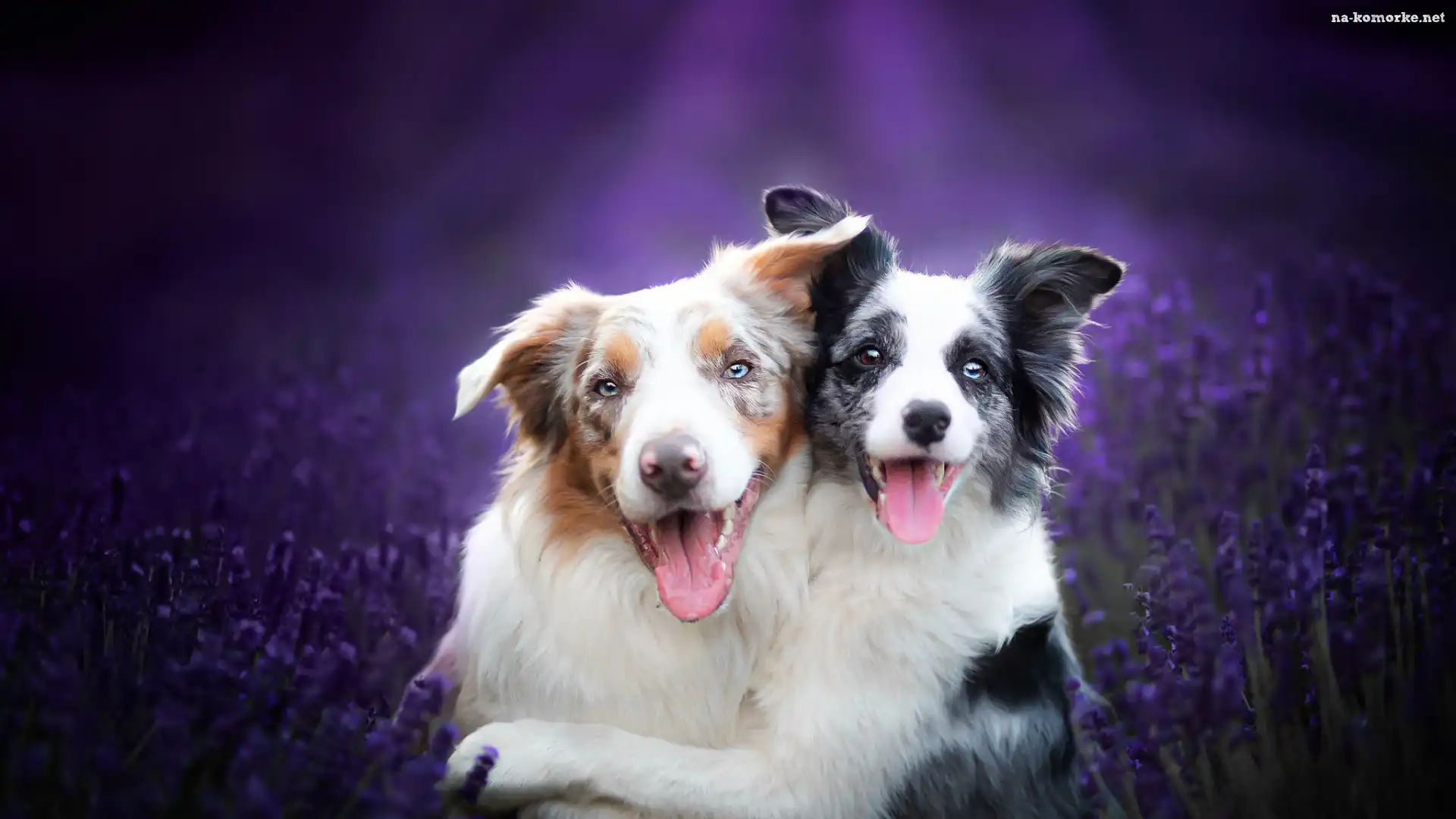Lawenda, Uśmiechnięte, Psy, Dwa, Border collie