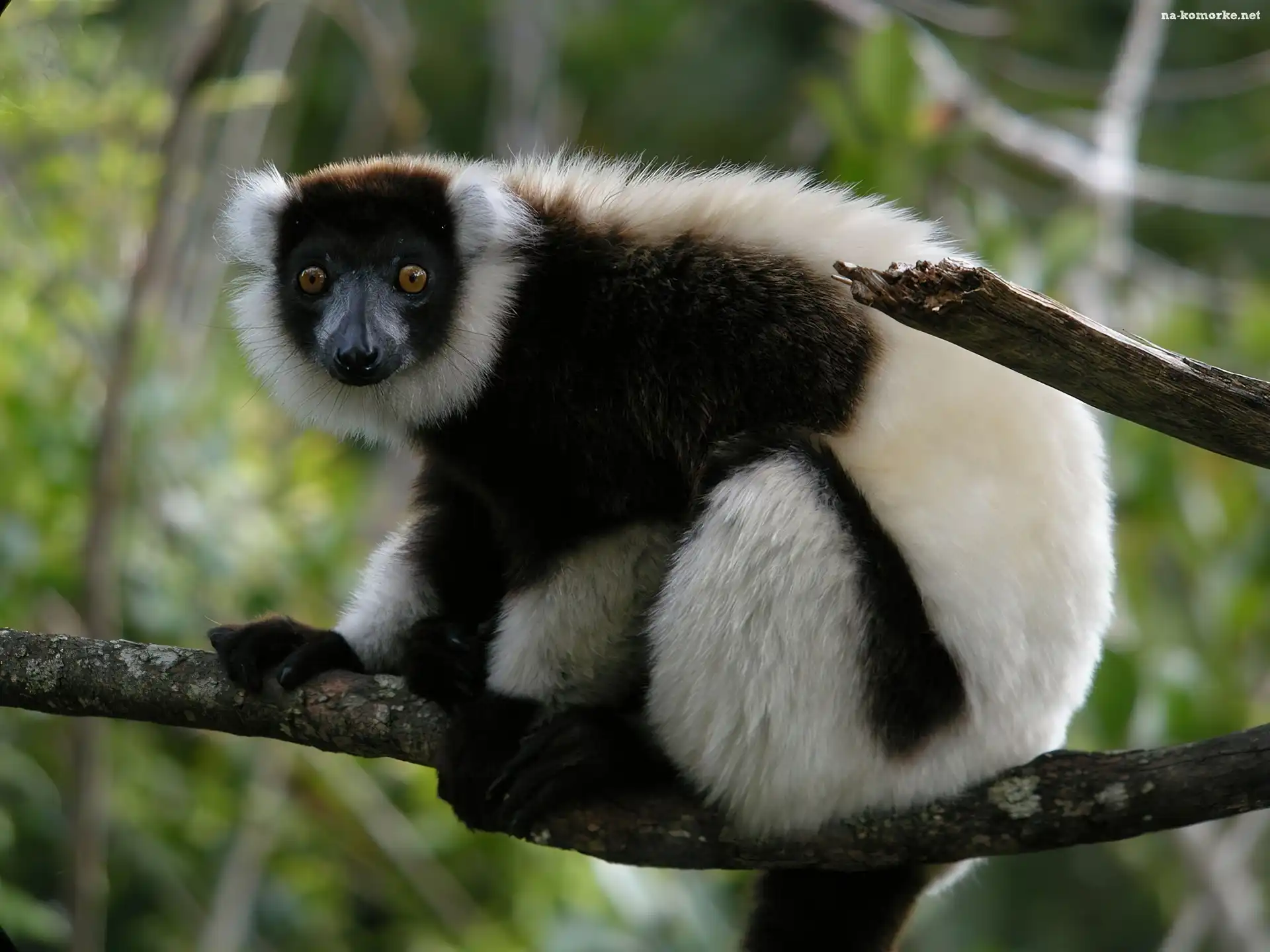Lemur, Gałąz